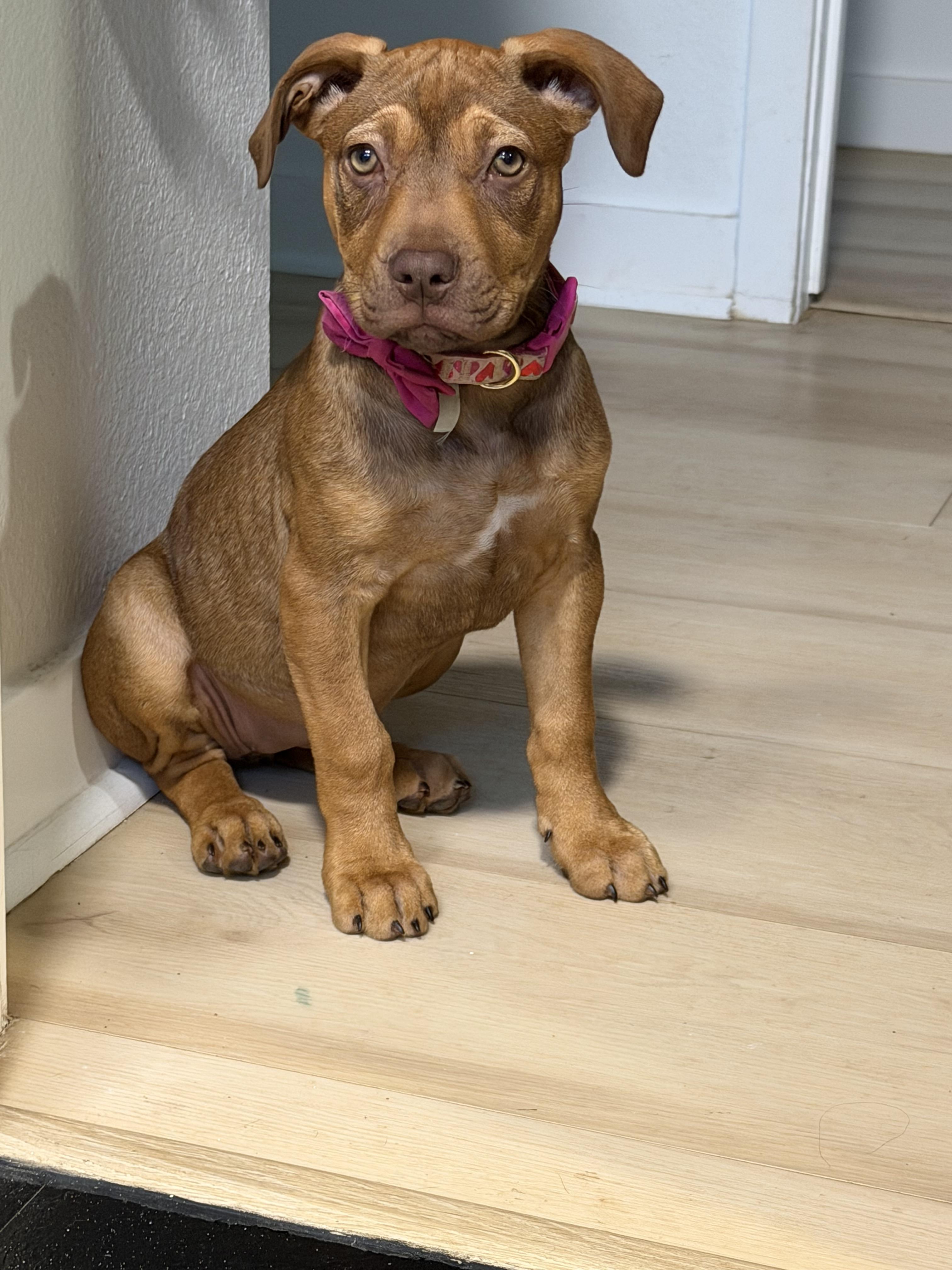 Reindeer, a ADOPTABLE mixed breed in Eugene, OR image 4/6
