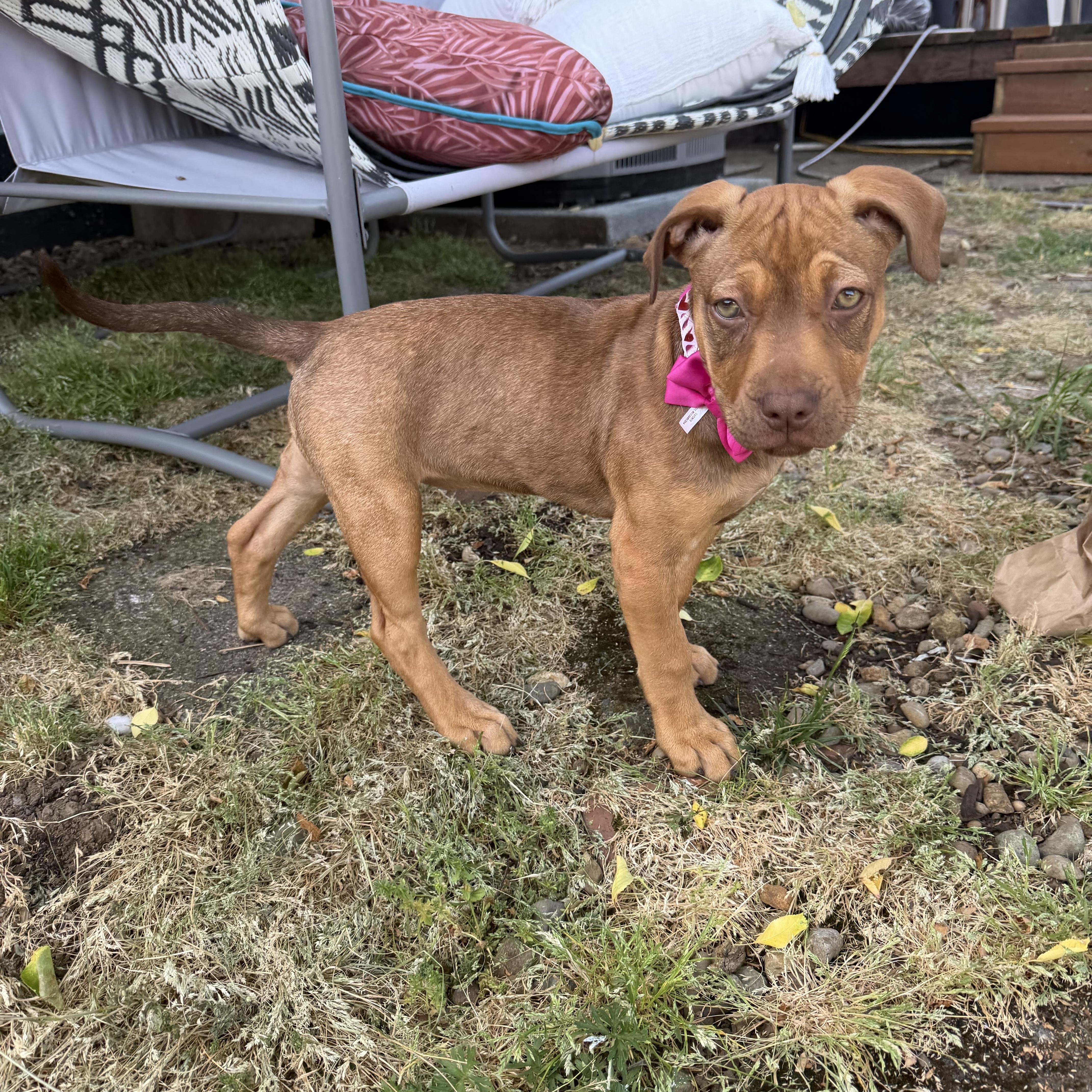 Reindeer, a ADOPTABLE mixed breed in Eugene, OR image 3/6