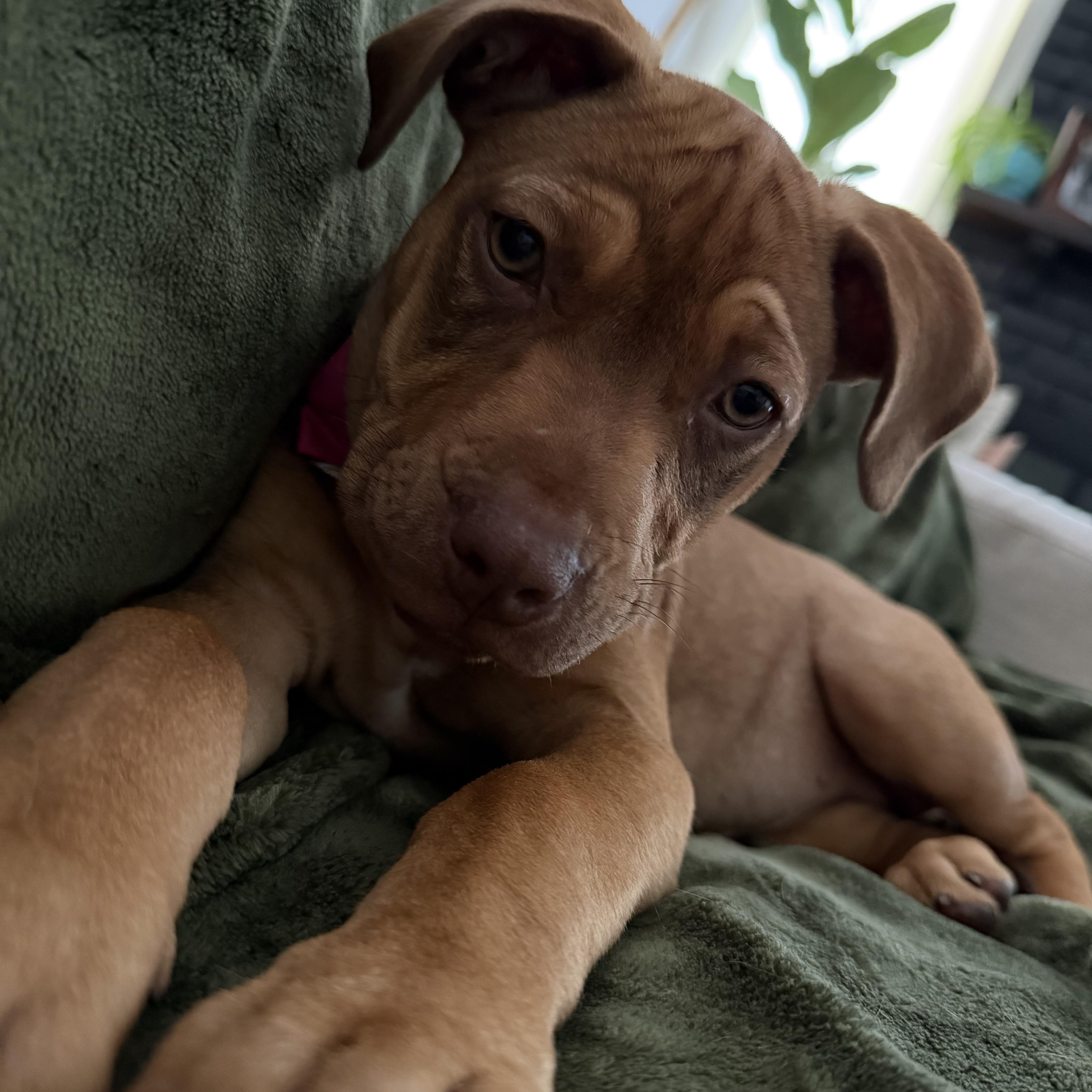 Reindeer, a ADOPTABLE mixed breed in Eugene, OR image 6/6