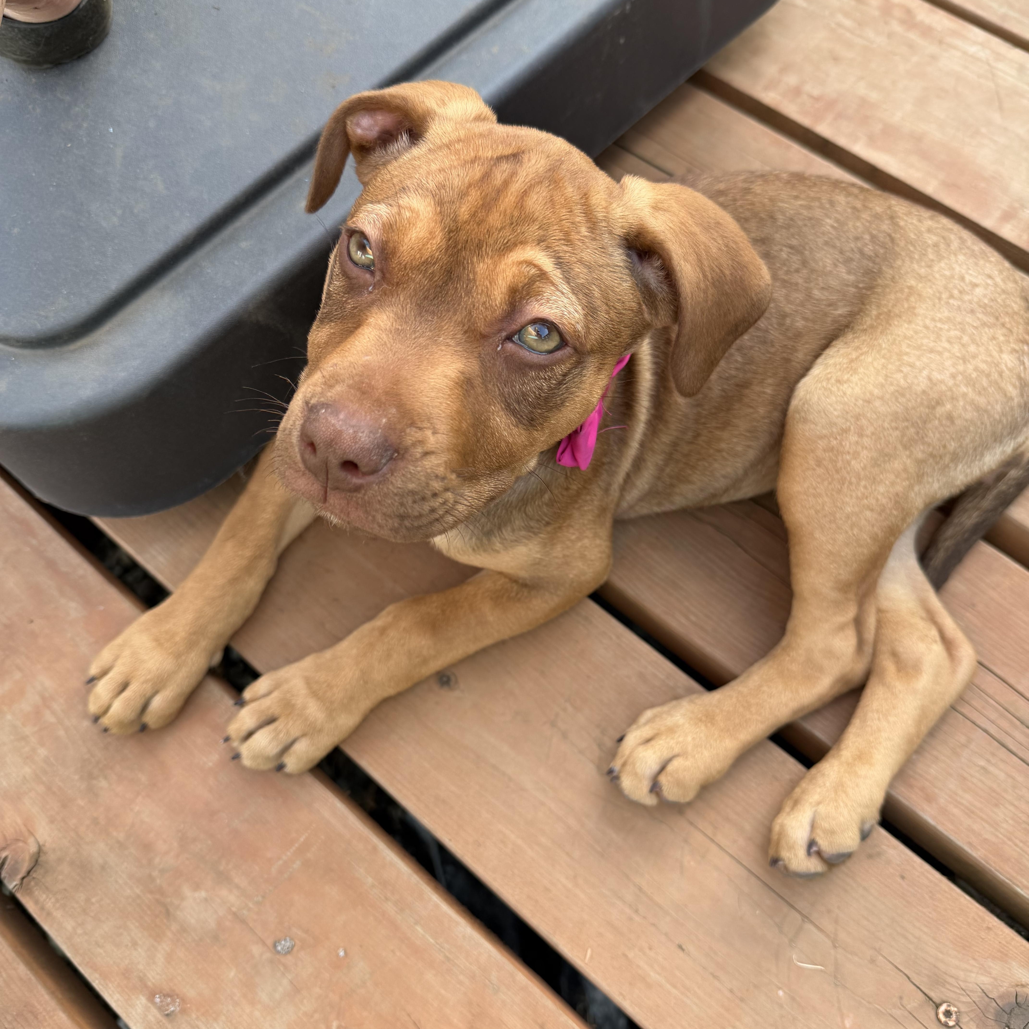 Reindeer, a ADOPTABLE mixed breed in Eugene, OR image 5/6