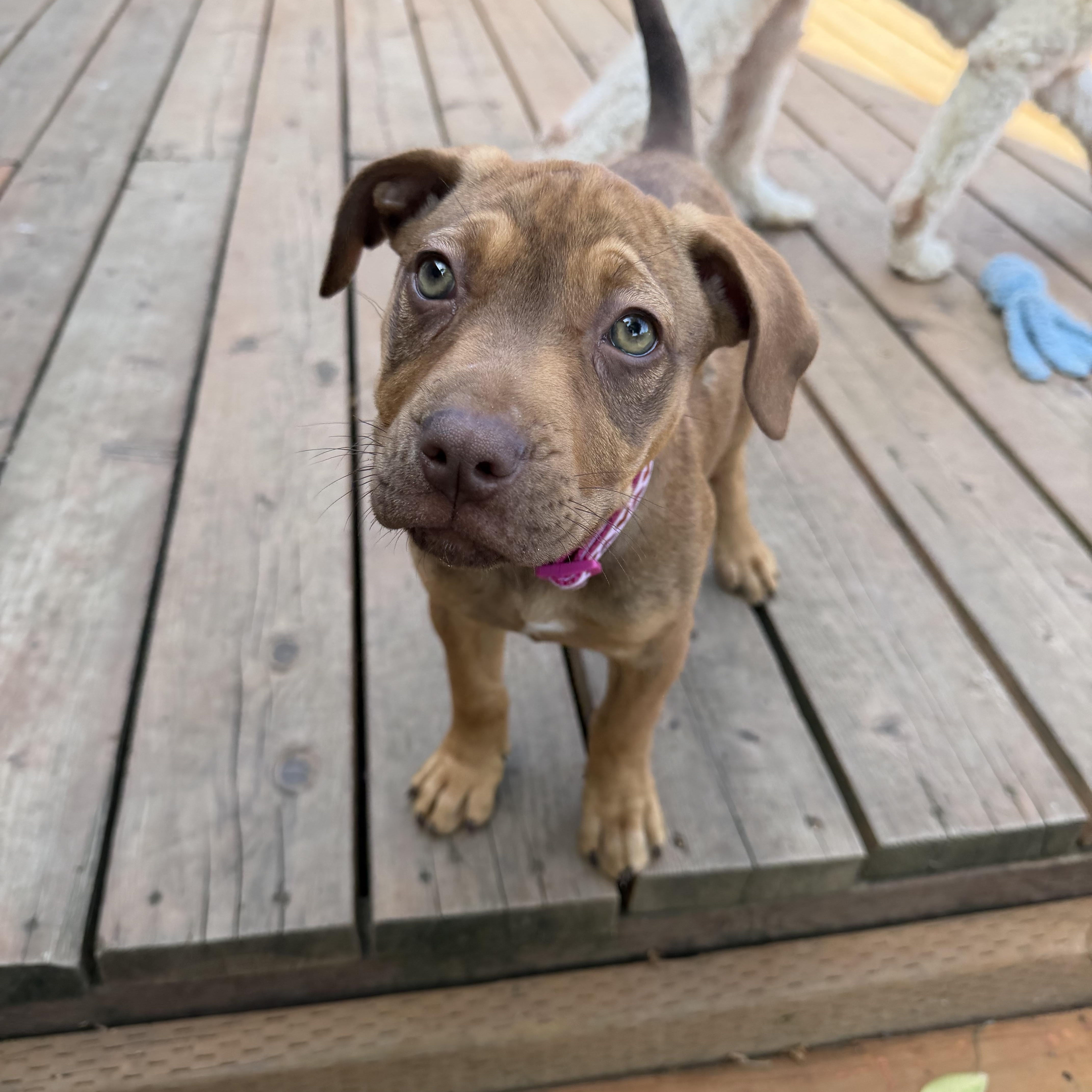 Reindeer, a ADOPTABLE mixed breed in Eugene, OR image 2/6