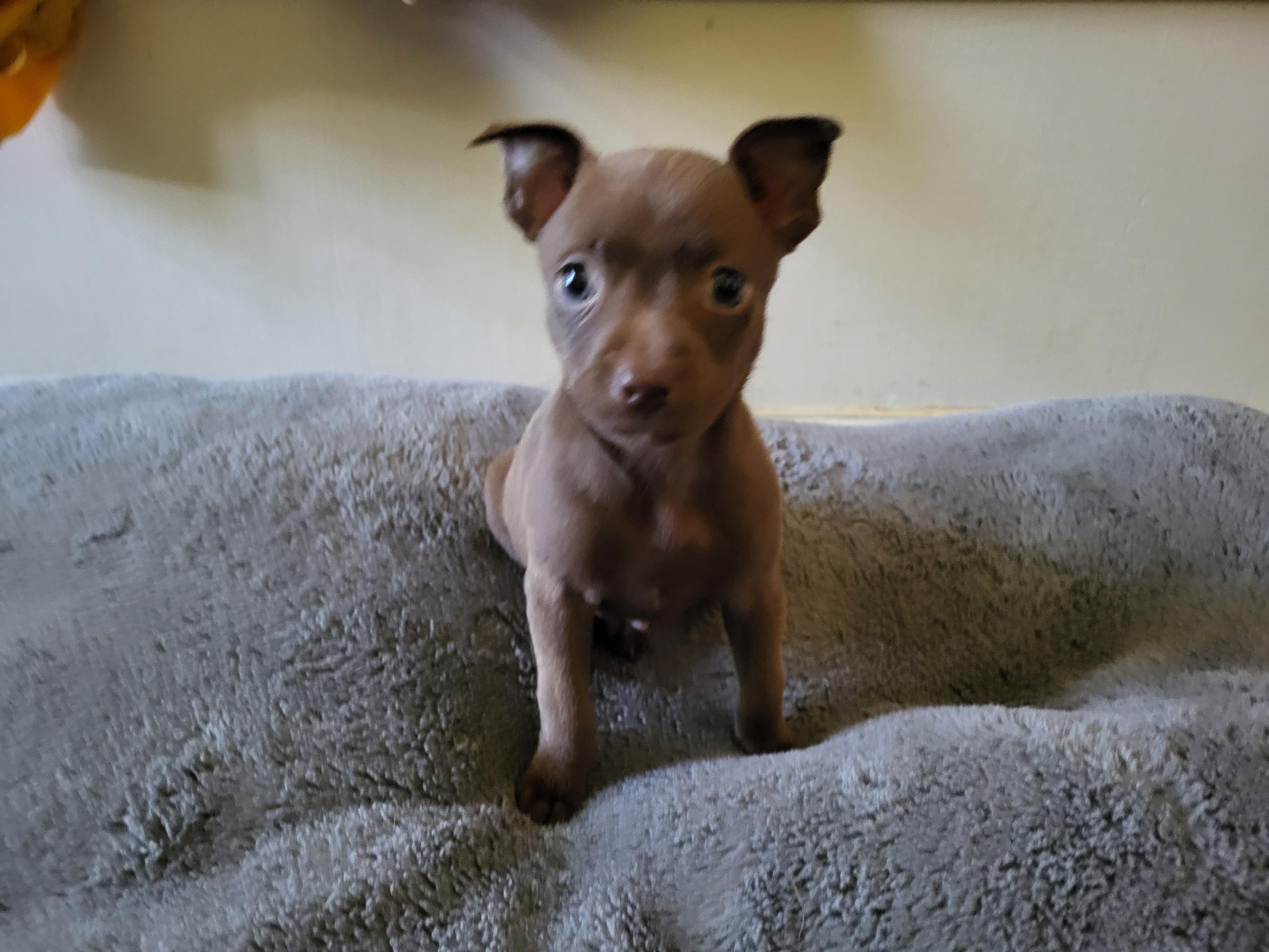 Bramble, a ADOPTABLE mixed breed in Lacey, WA image 3/5