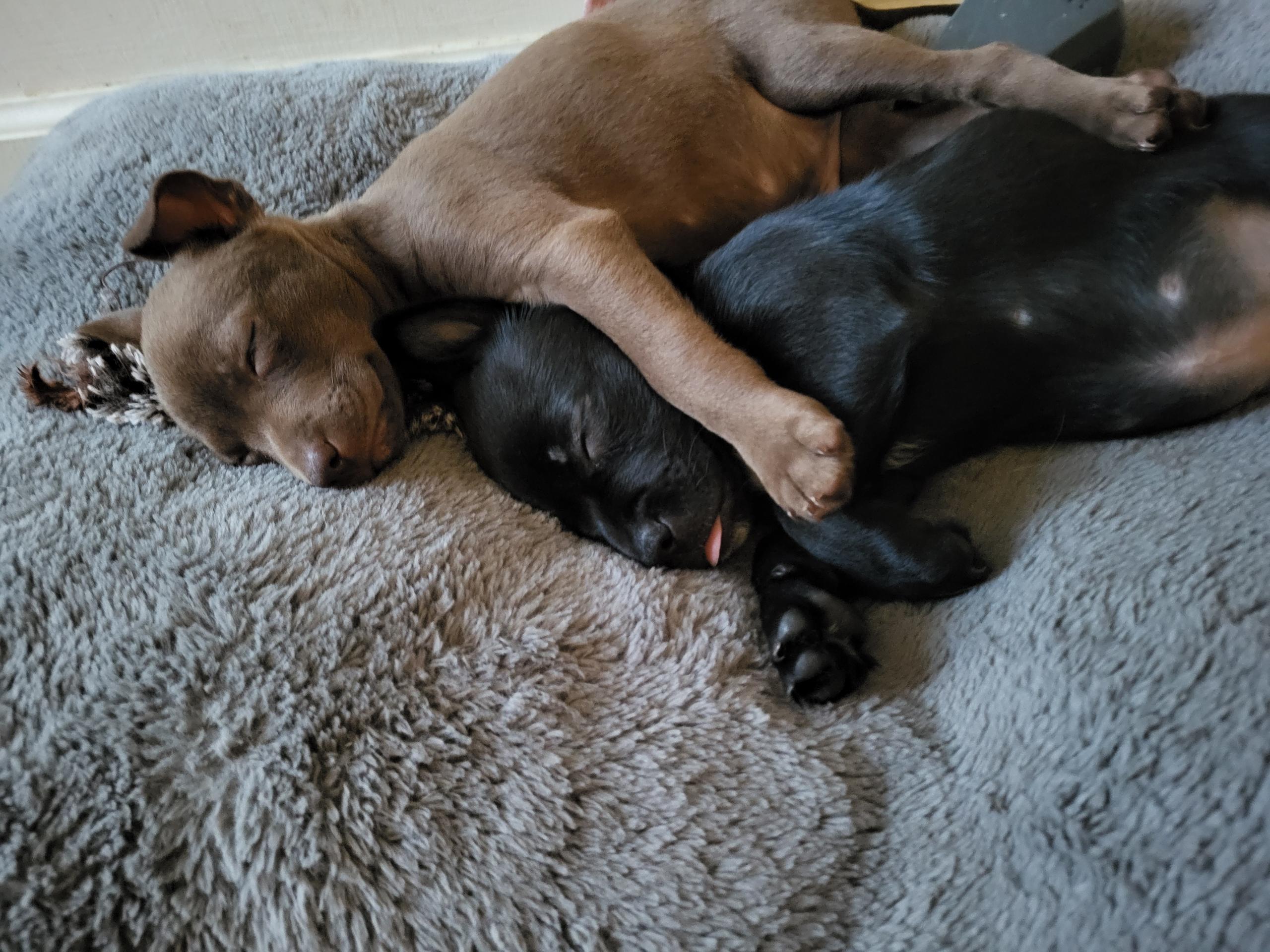 Bramble, a ADOPTABLE mixed breed in Lacey, WA image 2/5