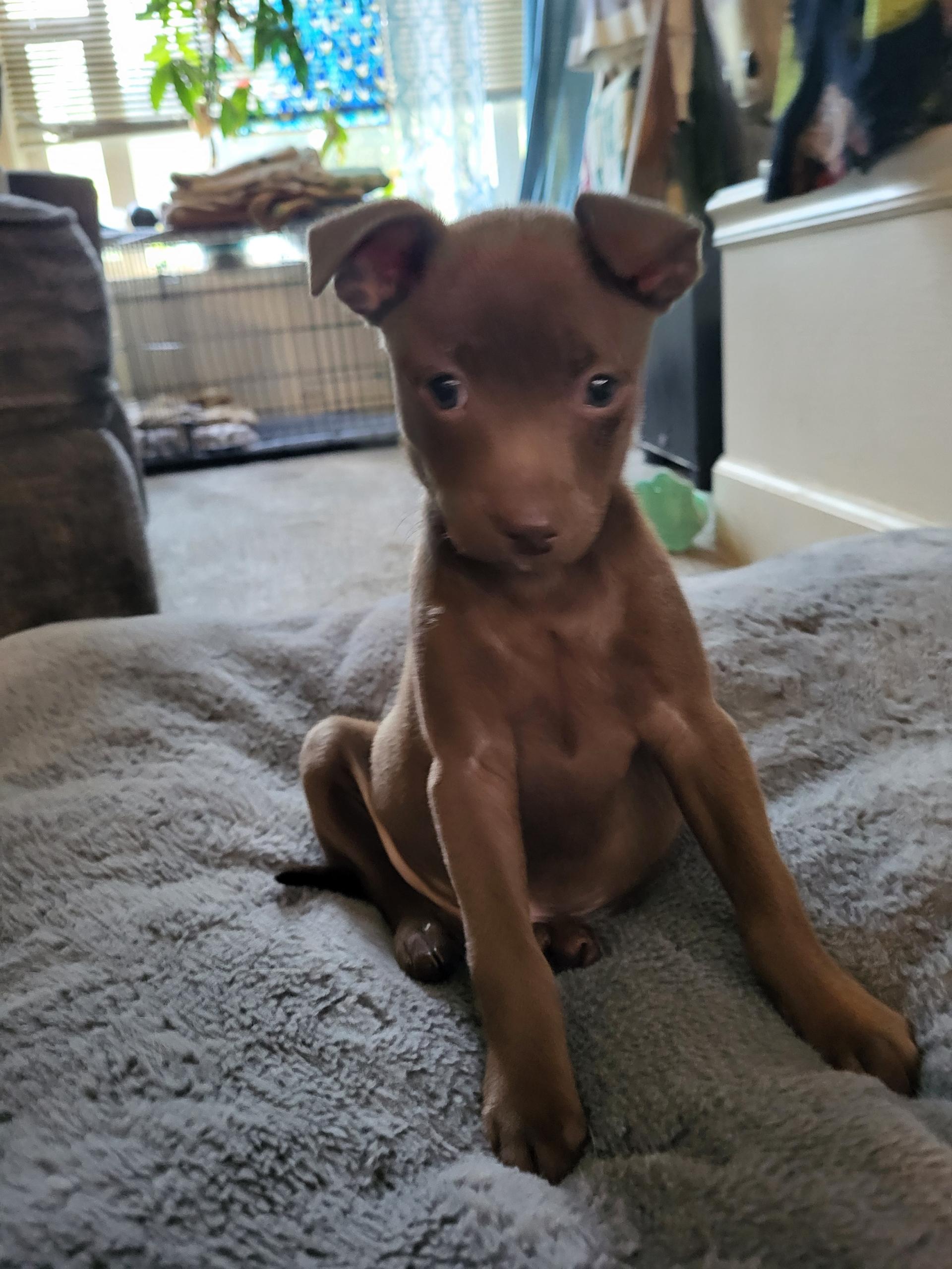 Bramble, a ADOPTABLE mixed breed in Lacey, WA image 5/5