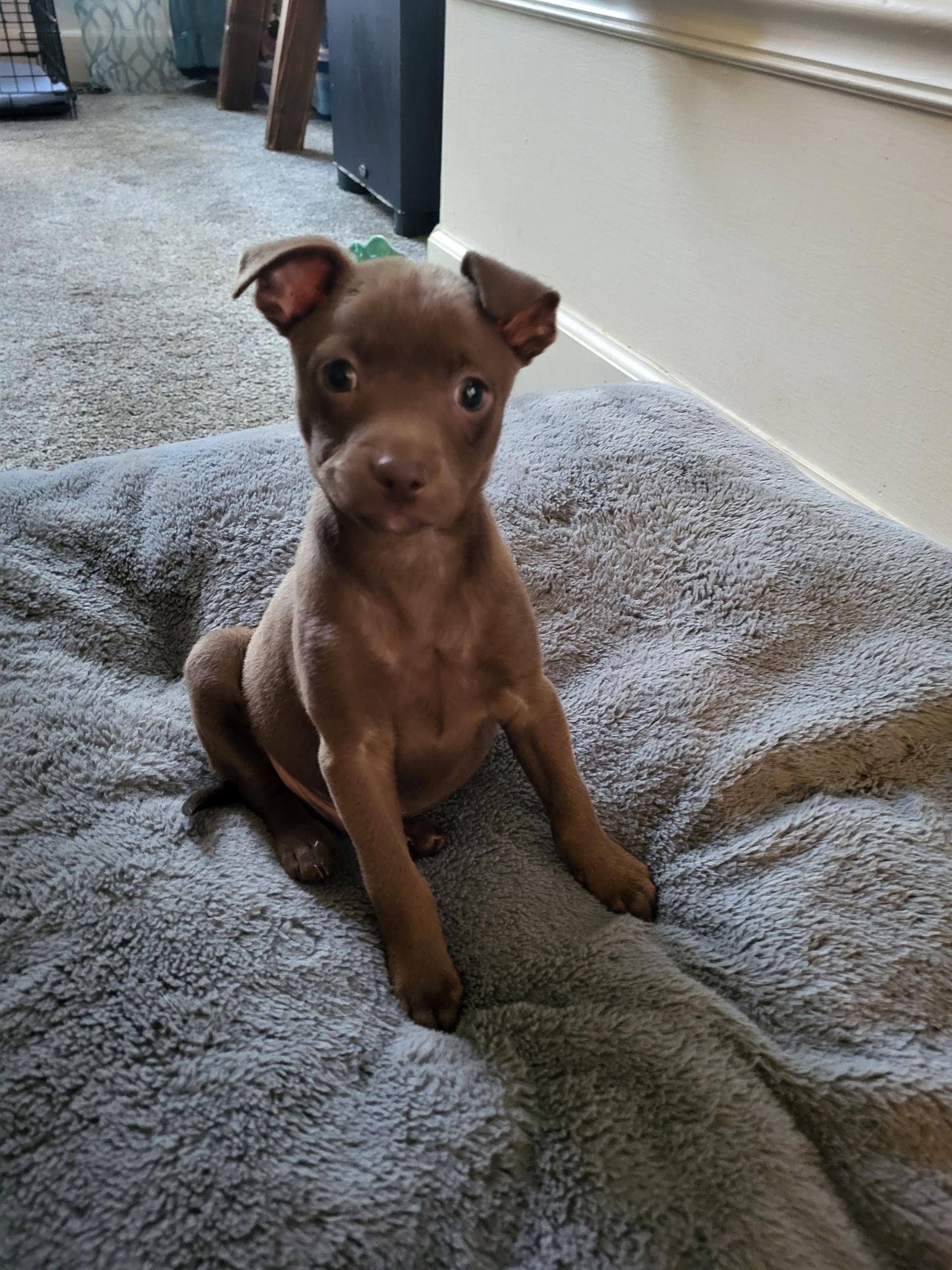 Bramble, a ADOPTABLE mixed breed in Lacey, WA image 4/5