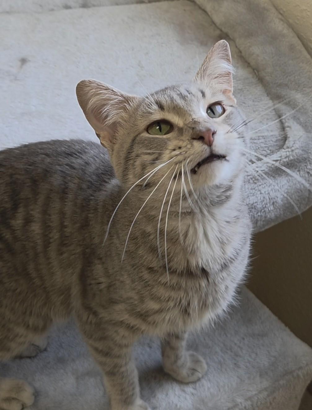 Enlarge Goose, a ADOPTABLE Domestic Short Hair in Red Wing, MN image 1/2
