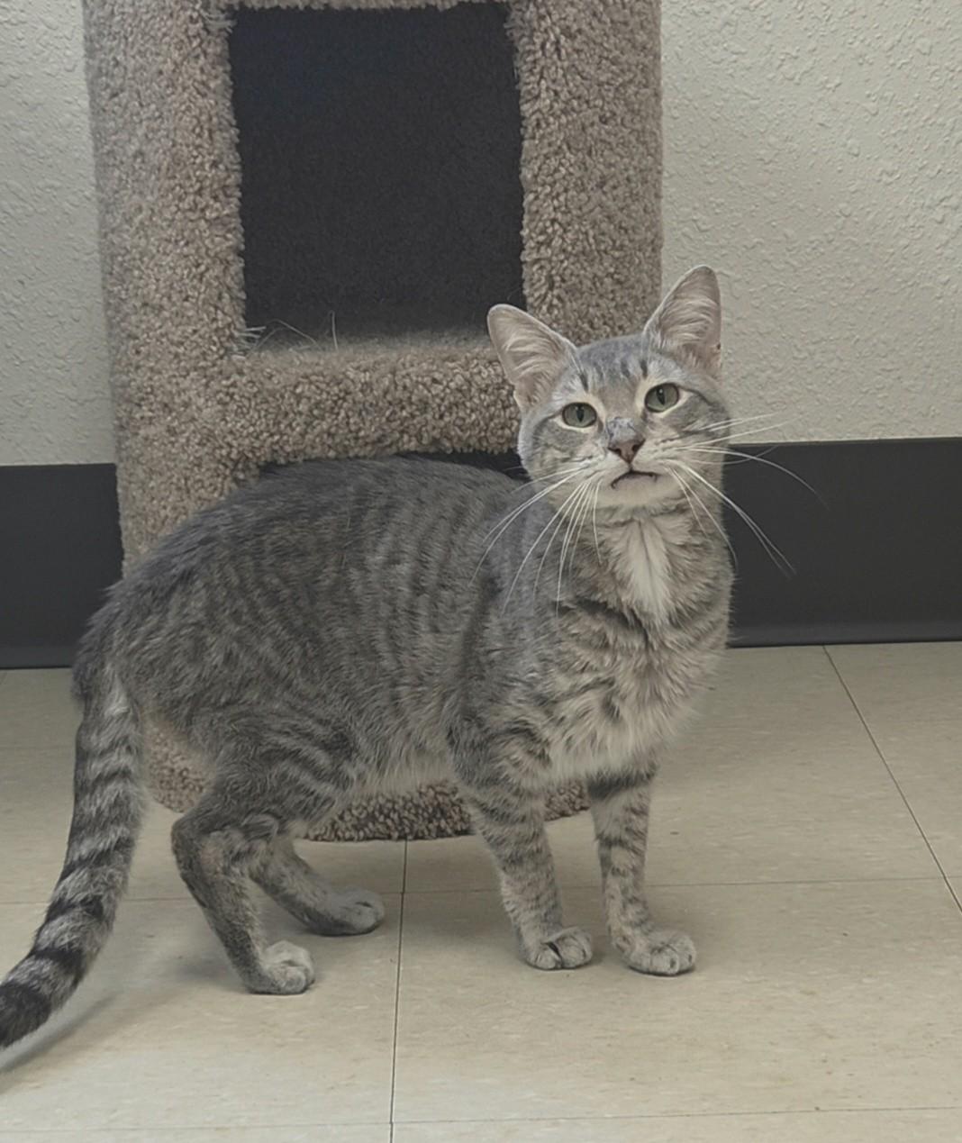 Enlarge Goose, a ADOPTABLE Domestic Short Hair in Red Wing, MN image 2/2