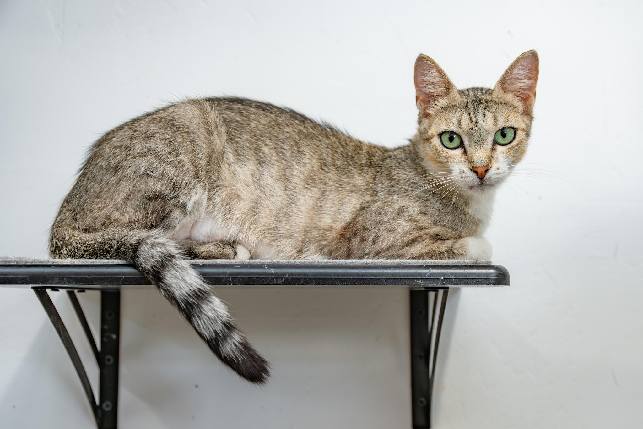 CAROLINA, Adoptable, Adult Female Tiger.