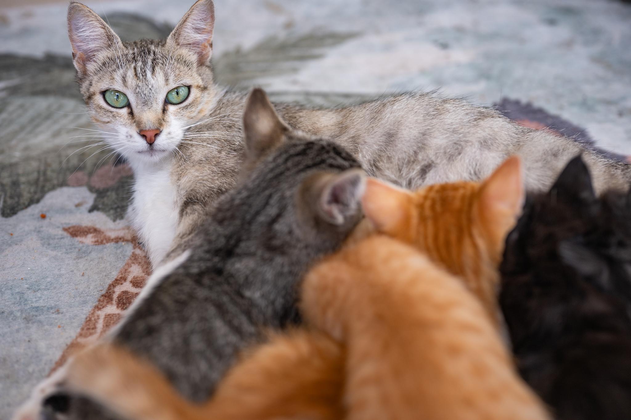 Enlarge CAROLINA, a Adoptable Tiger in Globe, AZ image 2/2