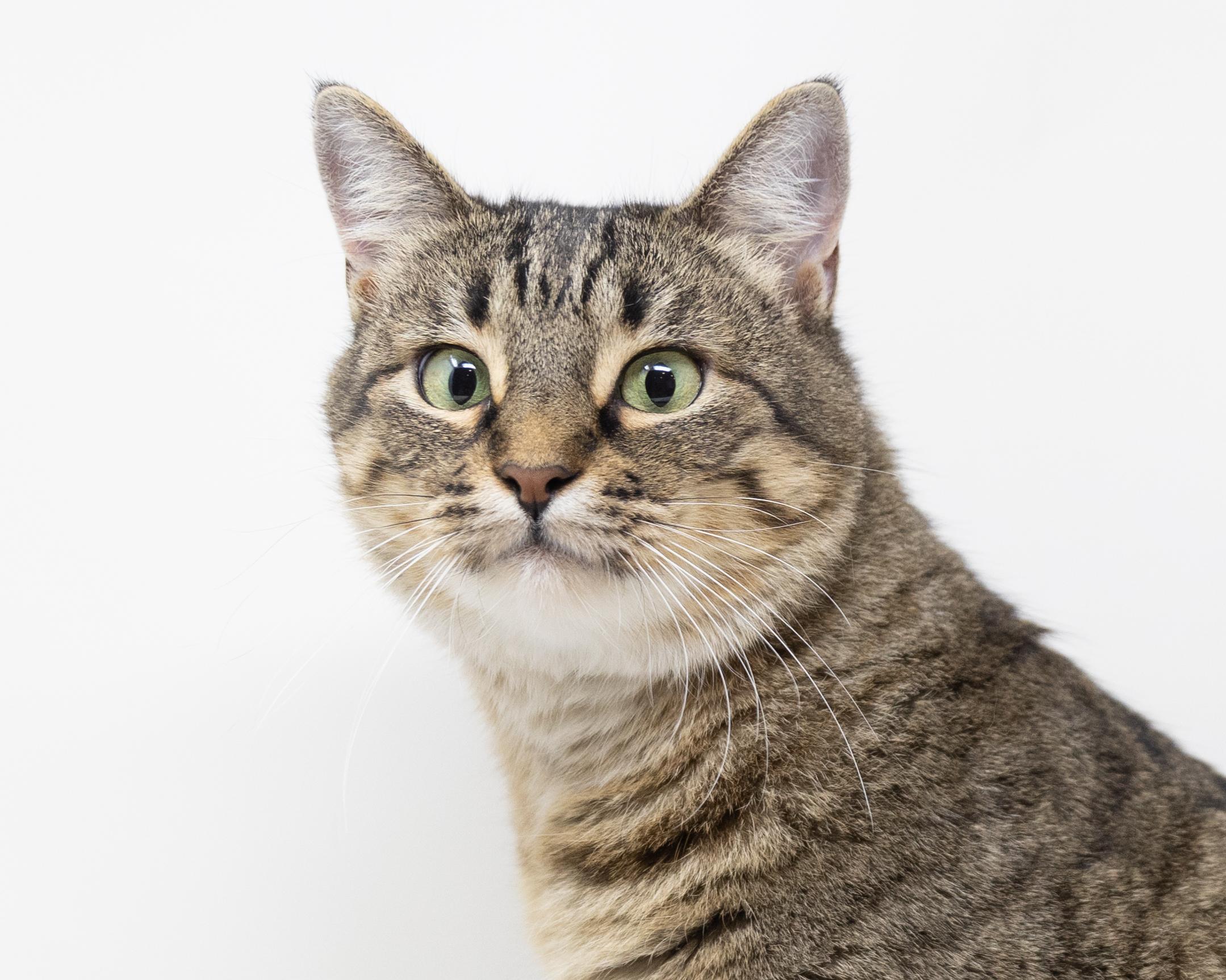 Dolly Parton, a Adoptable Tabby in Trophy Club, TX image 3/6