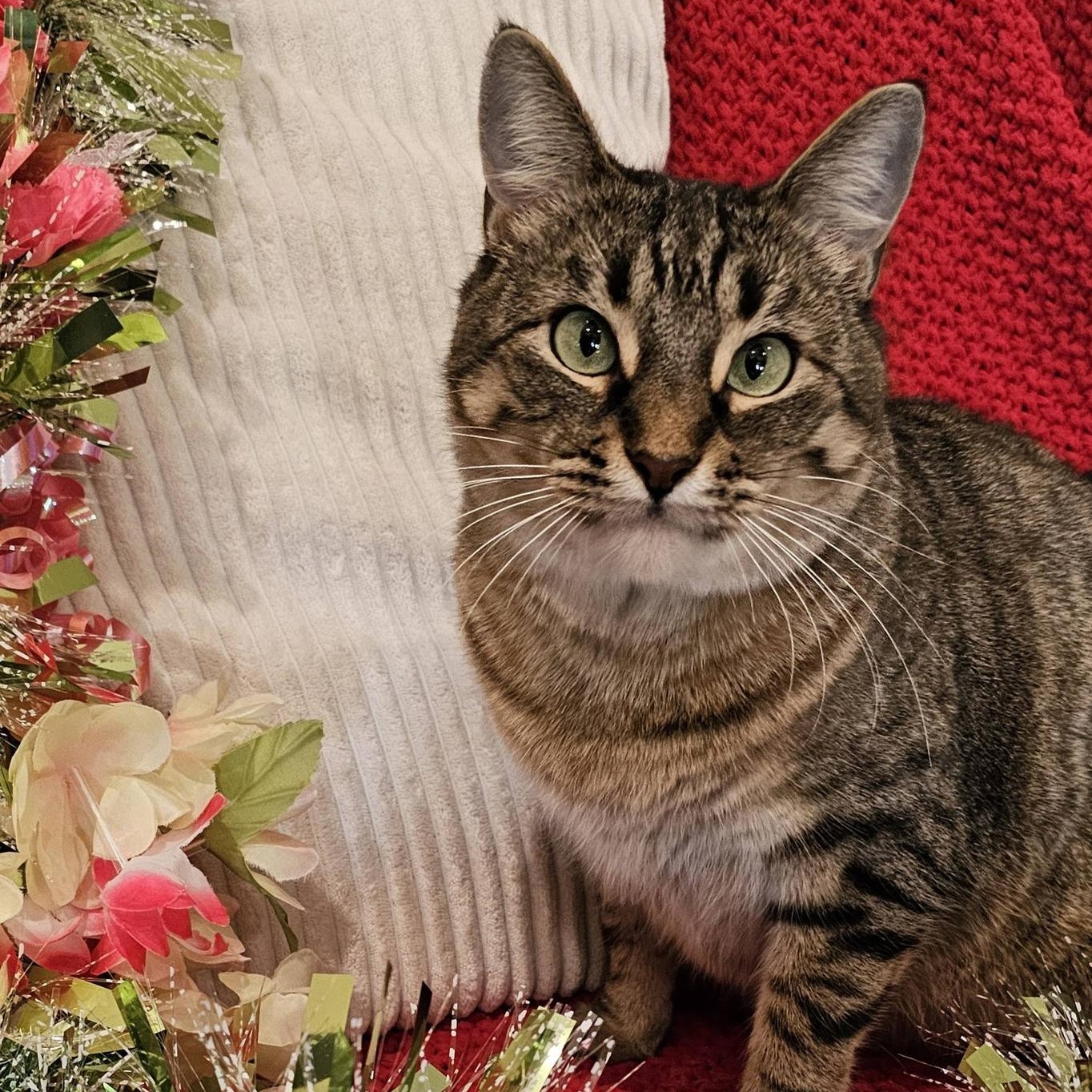 Enlarge Dolly Parton, a Adoptable Tabby in Trophy Club, TX image 1/5