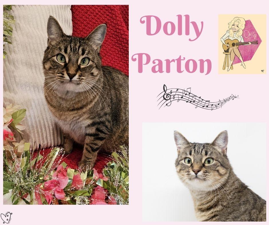 Enlarge Dolly Parton, a Adoptable Tabby in Trophy Club, TX image 4/4