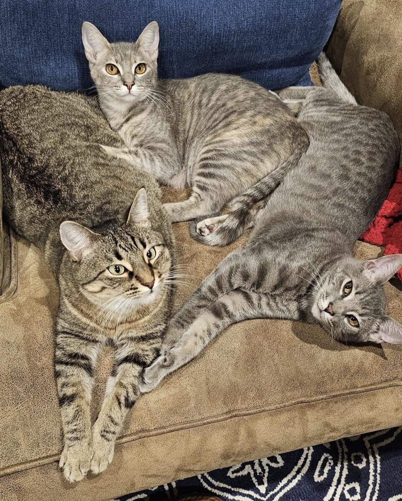 Enlarge Dolly Parton, a Adoptable Tabby in Trophy Club, TX image 5/5