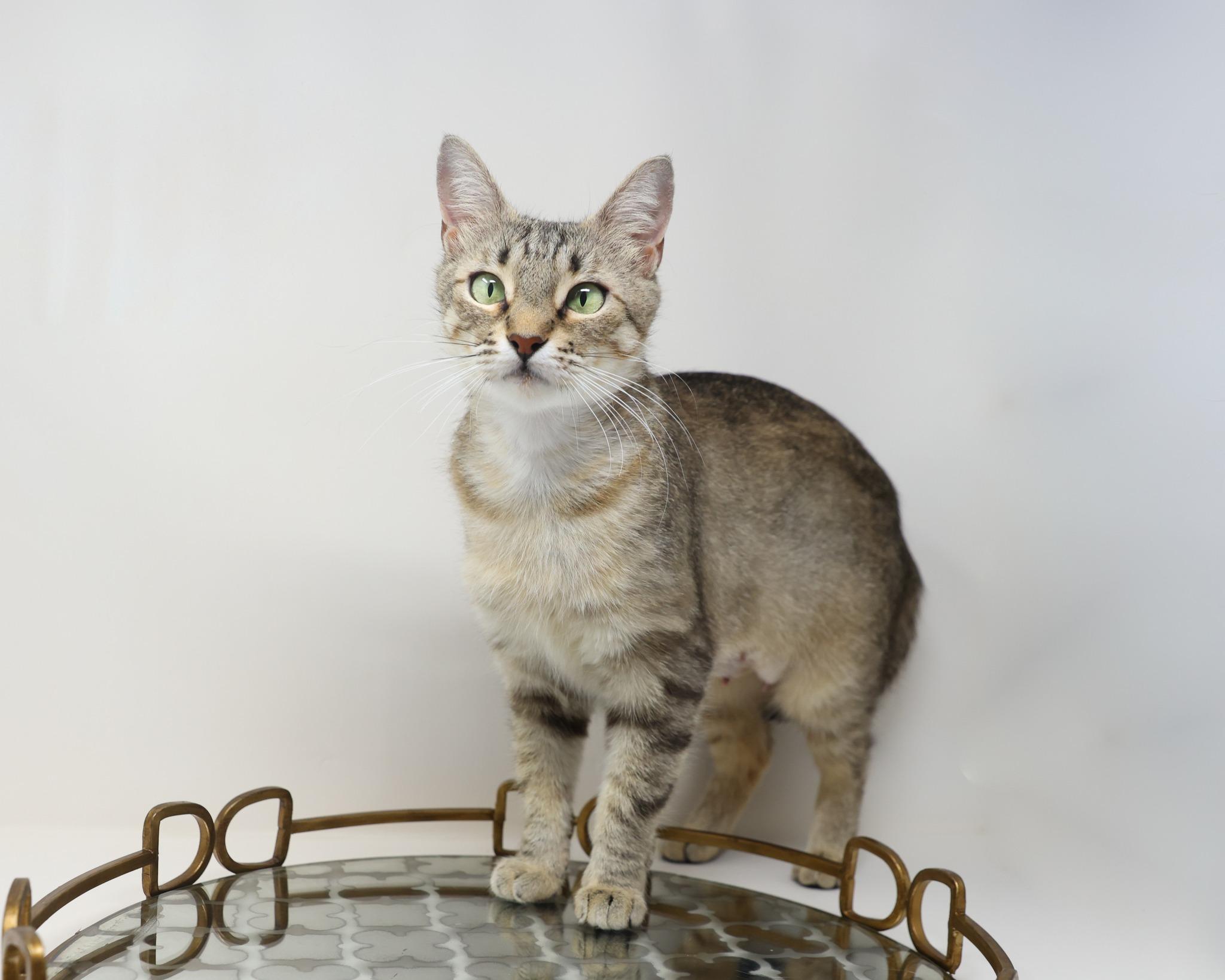 Dolly Parton, a Adoptable Tabby in Trophy Club, TX image 6/6