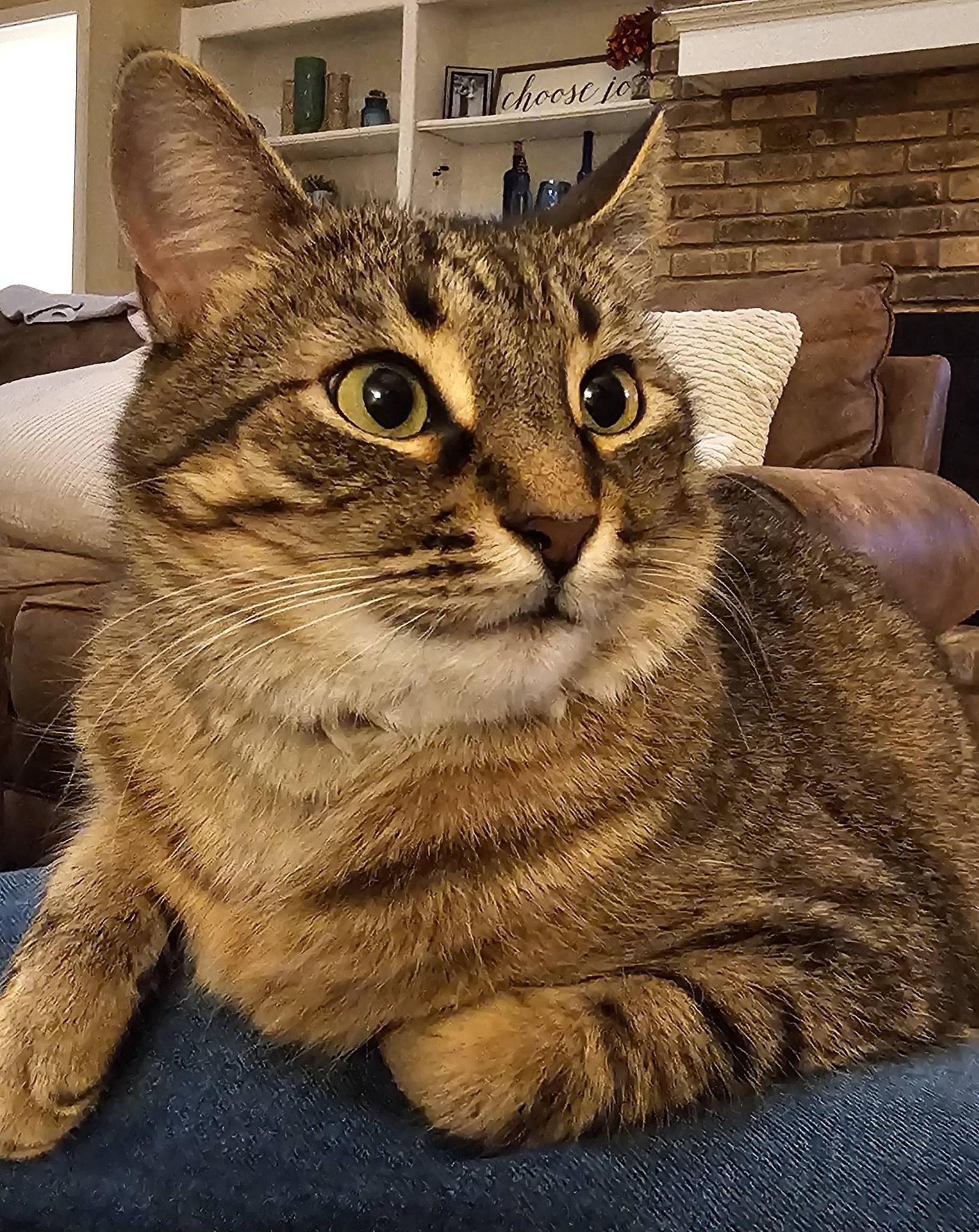 Dolly Parton, Adoptable, Young Female Tabby.