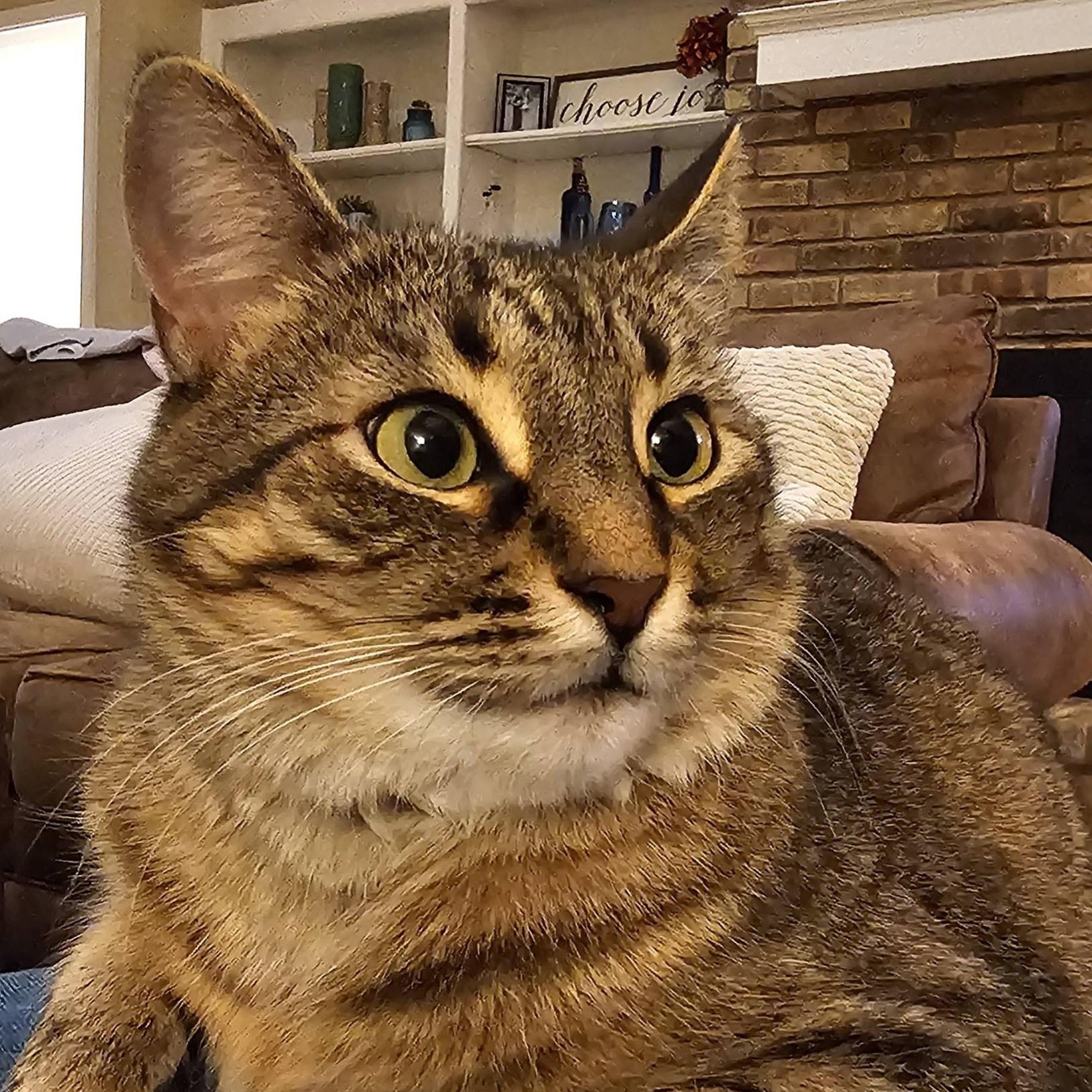 Dolly Parton, a Adoptable Tabby in Trophy Club, TX image 3/6