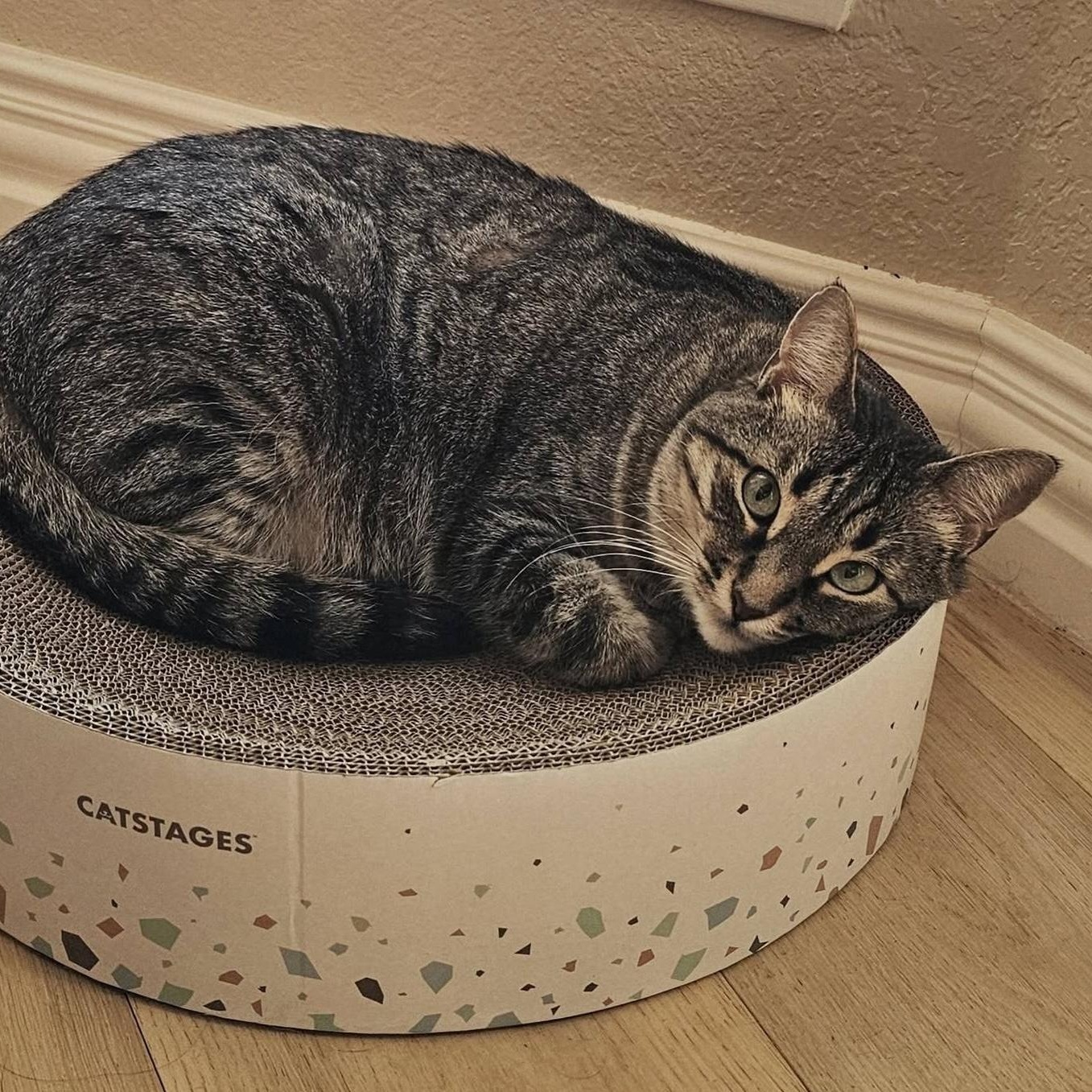 Dolly Parton, a Adoptable Tabby in Trophy Club, TX image 2/6