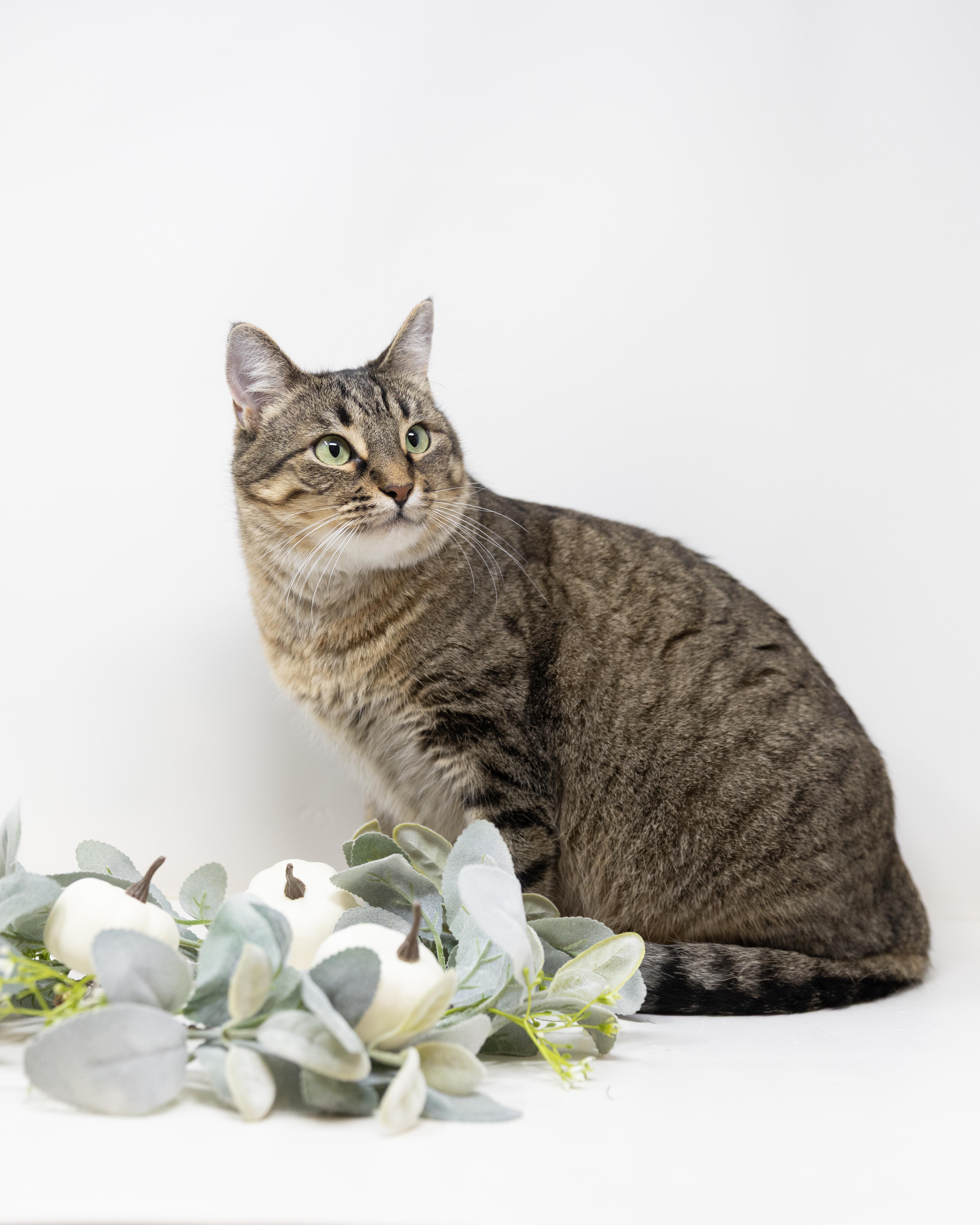 Dolly Parton, a Adoptable Tabby in Trophy Club, TX image 4/6