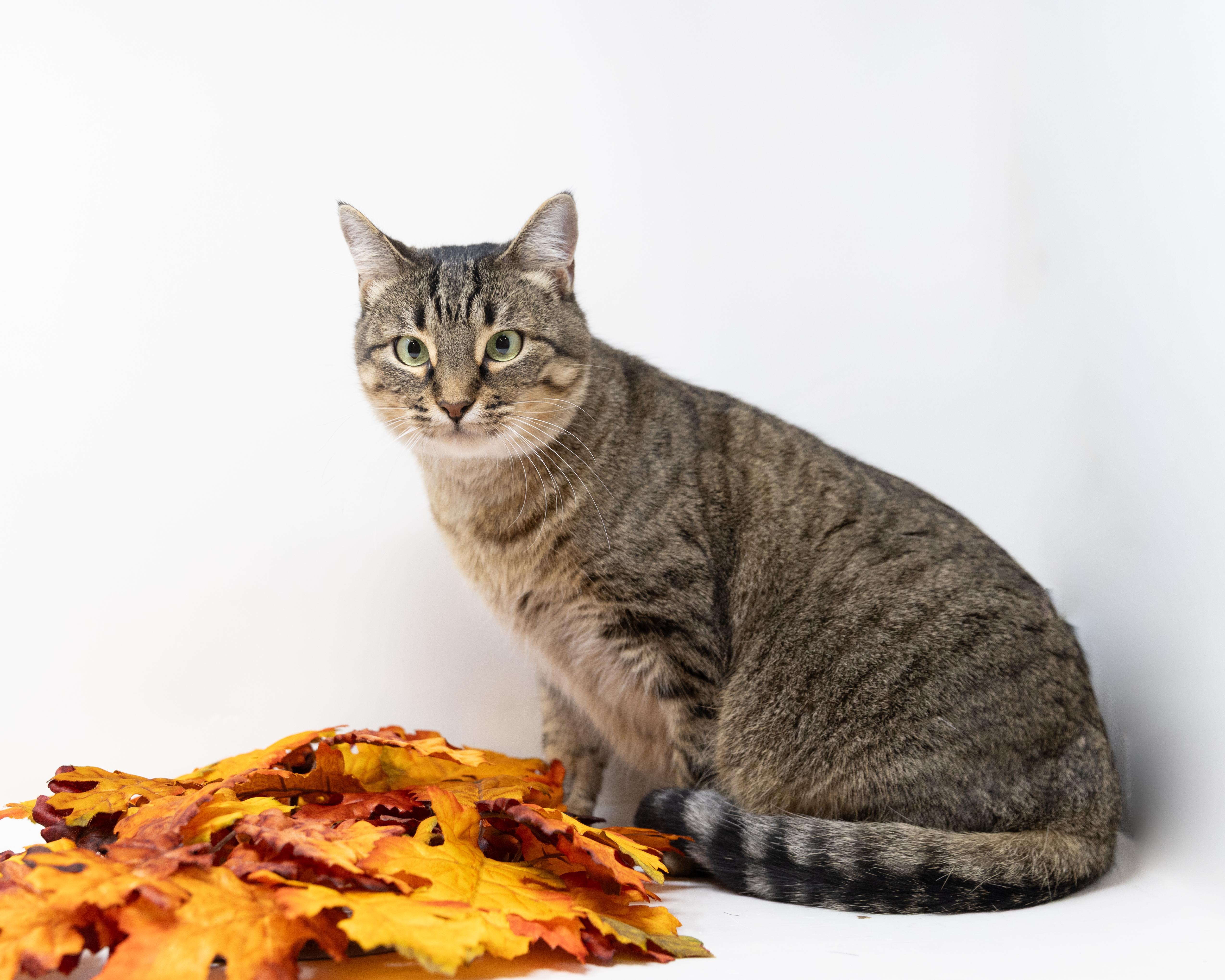 Dolly Parton, a Adoptable Tabby in Trophy Club, TX image 1/6