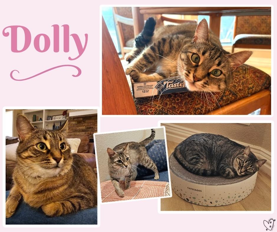 Dolly Parton, a Adoptable Tabby in Trophy Club, TX image 4/6