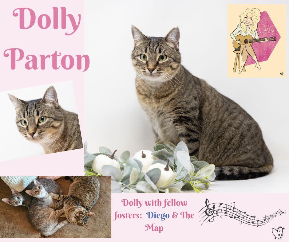 Dolly Parton, a Adoptable Tabby in Trophy Club, TX image 5/6