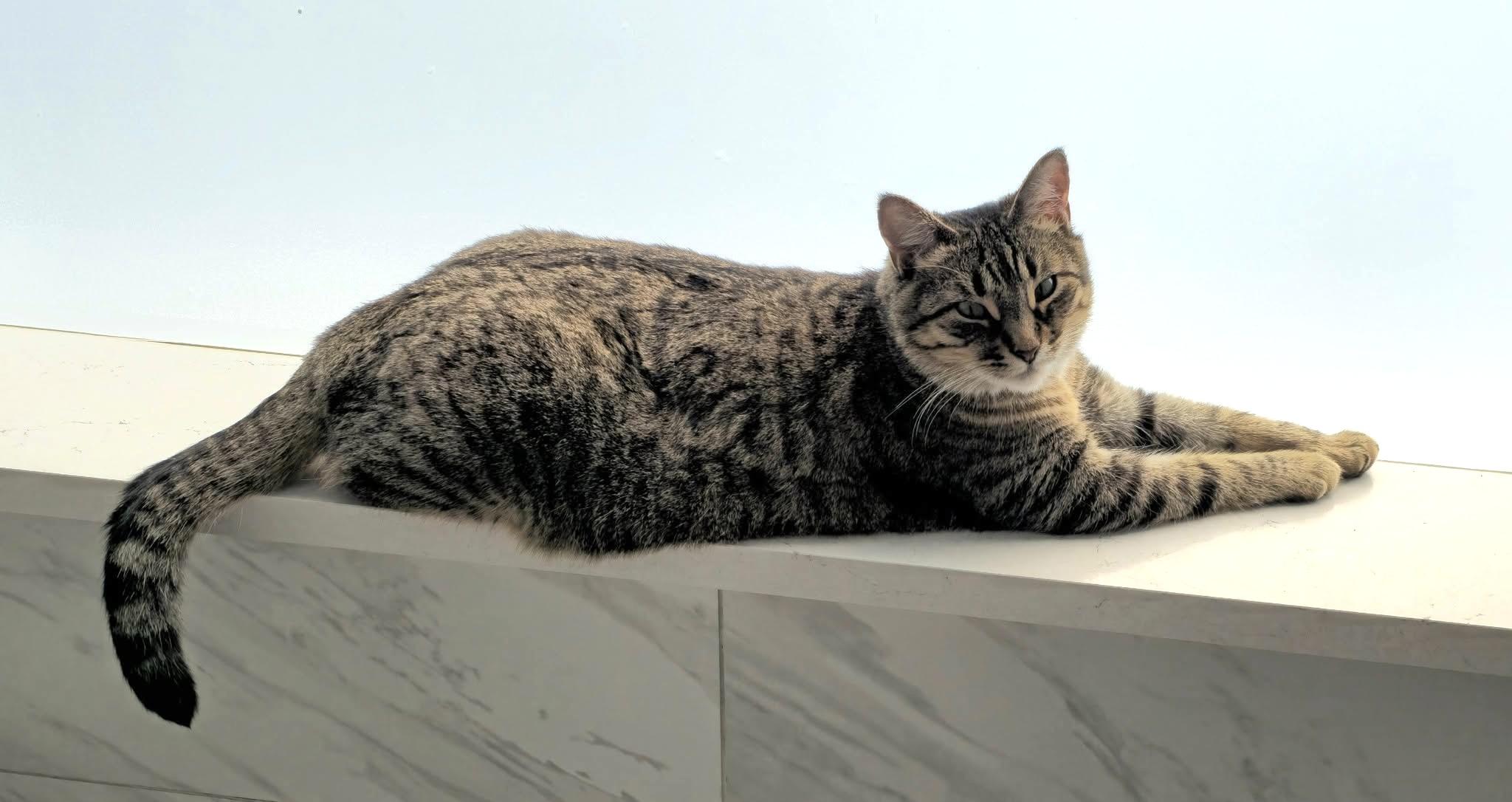 Enlarge Dolly Parton, a Adoptable Tabby in Trophy Club, TX image 2/6