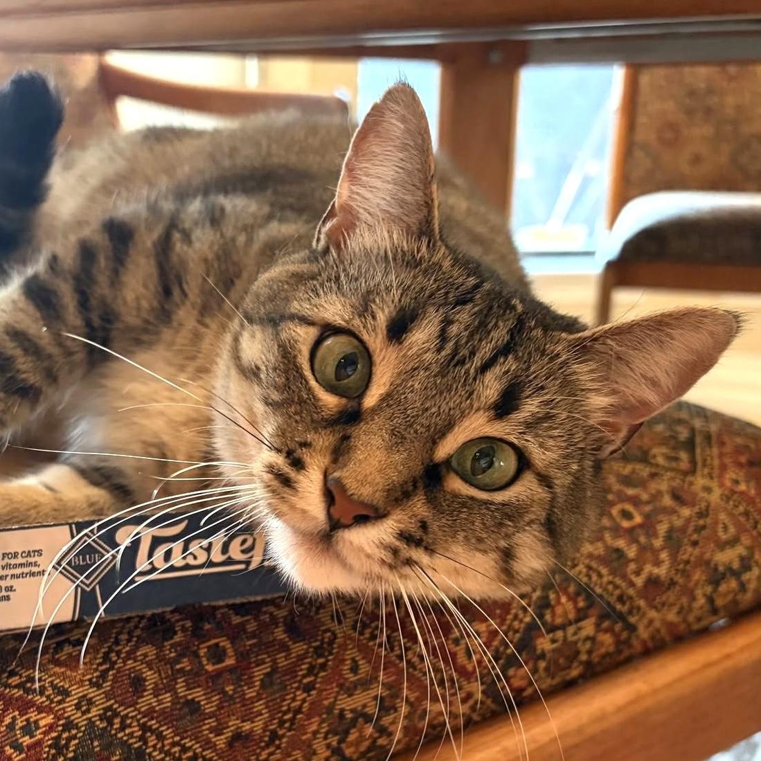 Dolly Parton, a Adoptable Tabby in Trophy Club, TX image 1/6