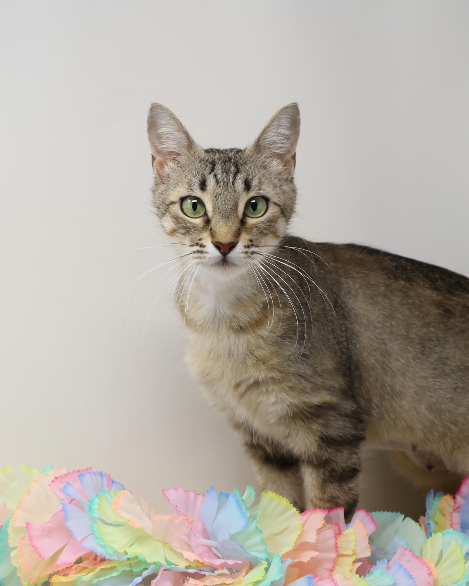 Dolly Parton, Young Female Tabby
