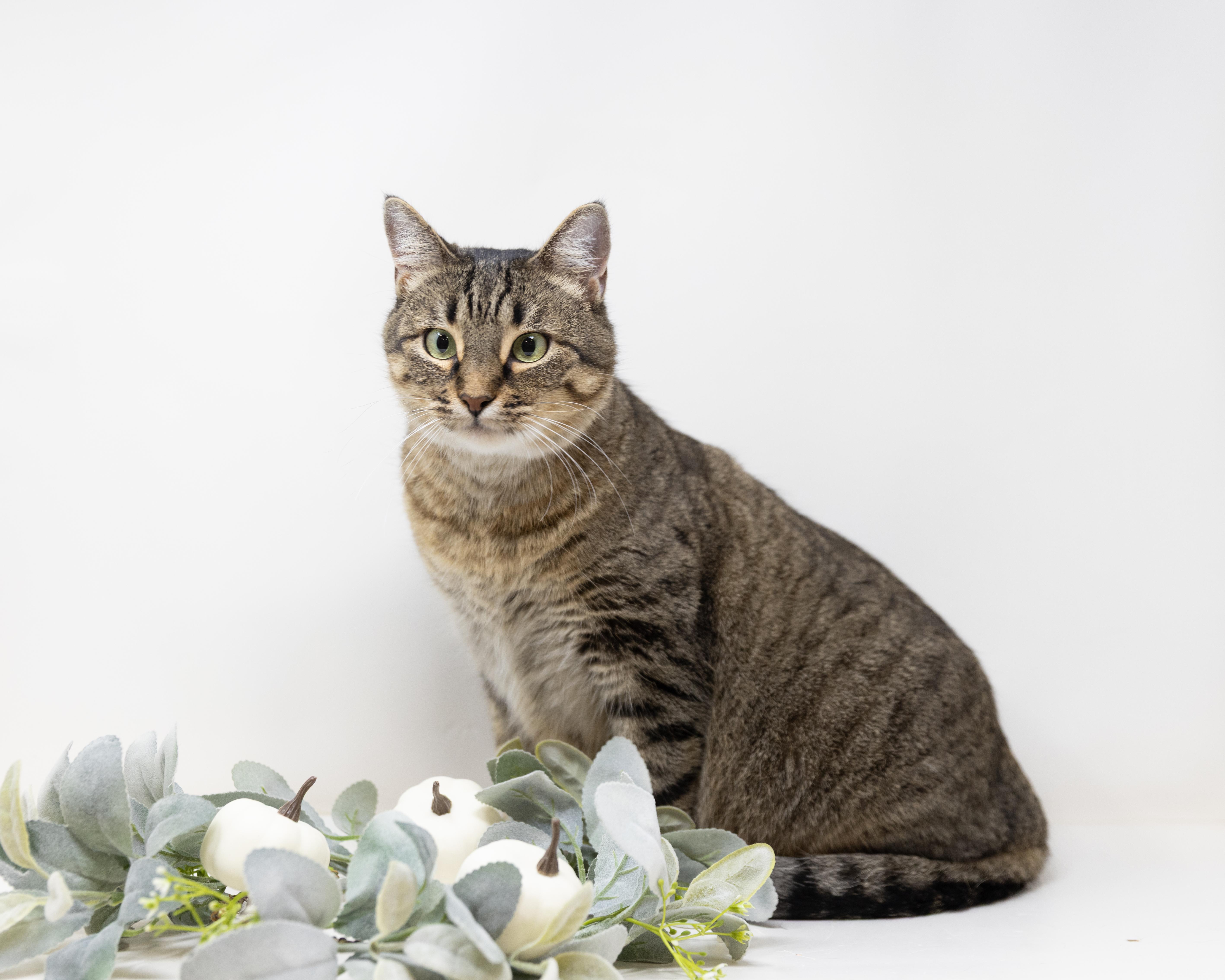 Dolly Parton, Adoptable, Young Female Tabby.