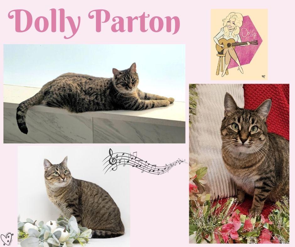 Enlarge Dolly Parton, a Adoptable Tabby in Trophy Club, TX image 6/6