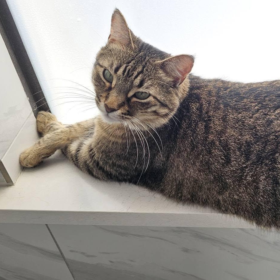 Dolly Parton, a Adoptable Tabby in Trophy Club, TX image 6/6