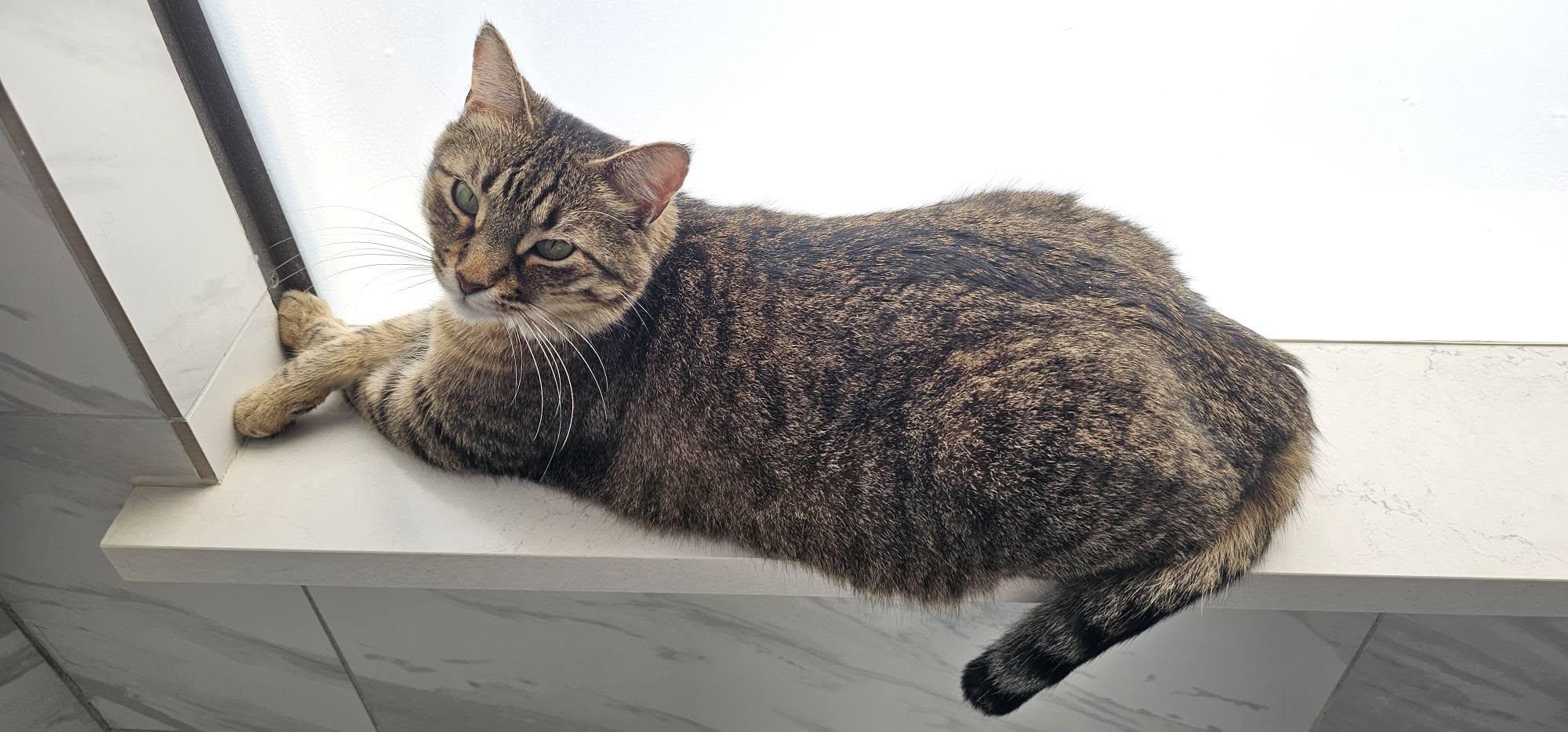 Enlarge Dolly Parton, a Adoptable Tabby in Trophy Club, TX image 6/6