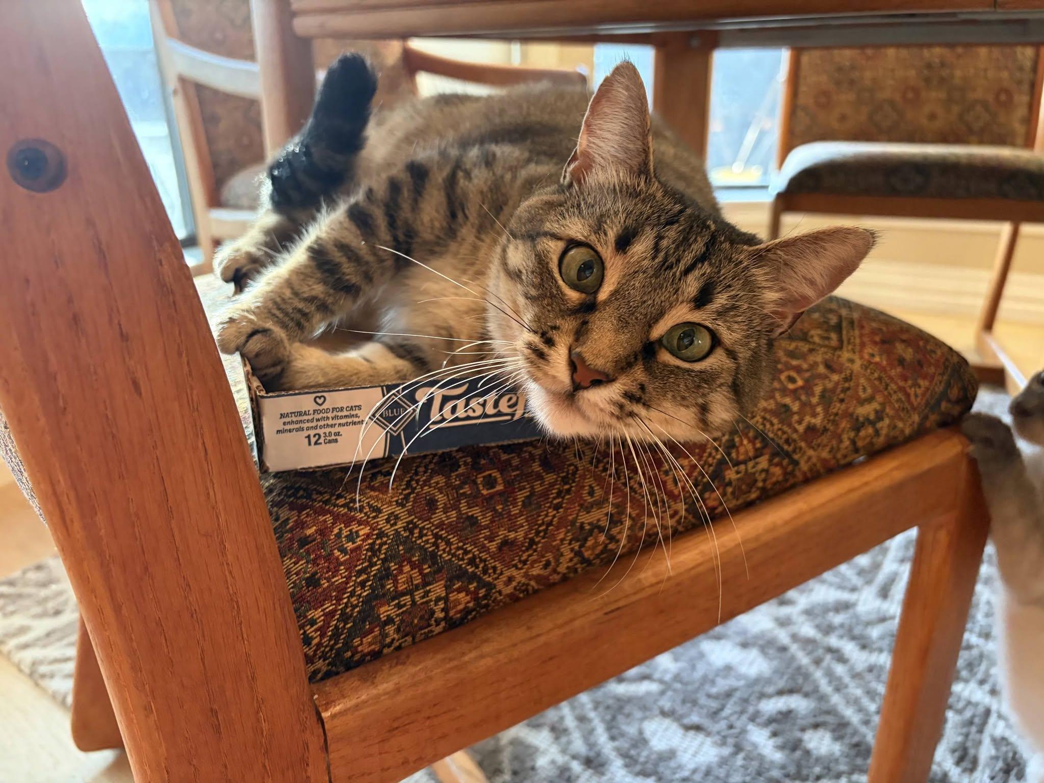 Enlarge Dolly Parton, a Adoptable Tabby in Trophy Club, TX image 1/6