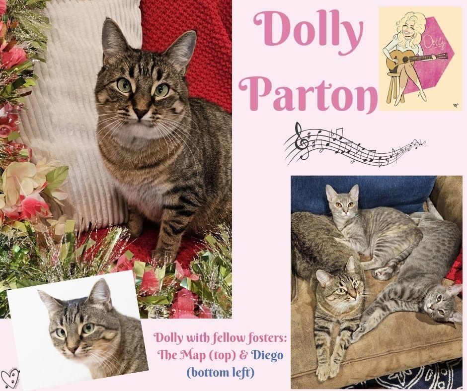 Enlarge Dolly Parton, a Adoptable Tabby in Trophy Club, TX image 3/5