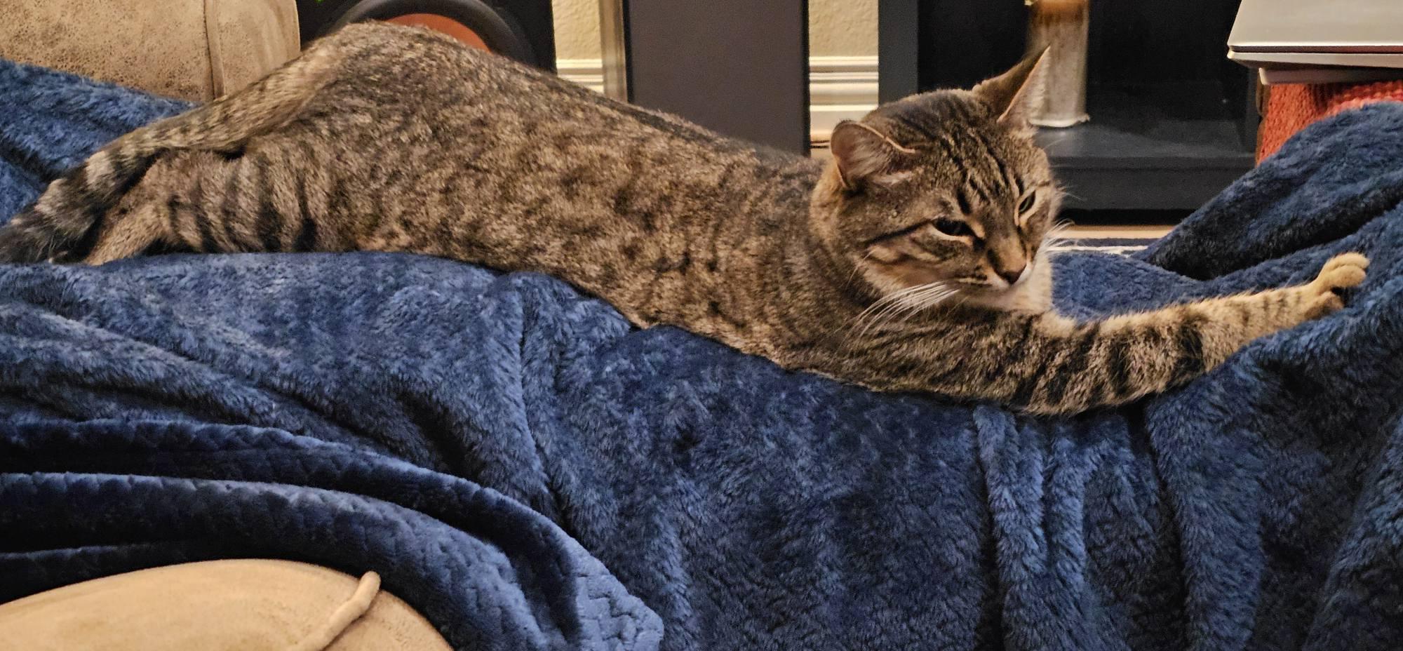 Enlarge Dolly Parton, a Adoptable Tabby in Trophy Club, TX image 5/6