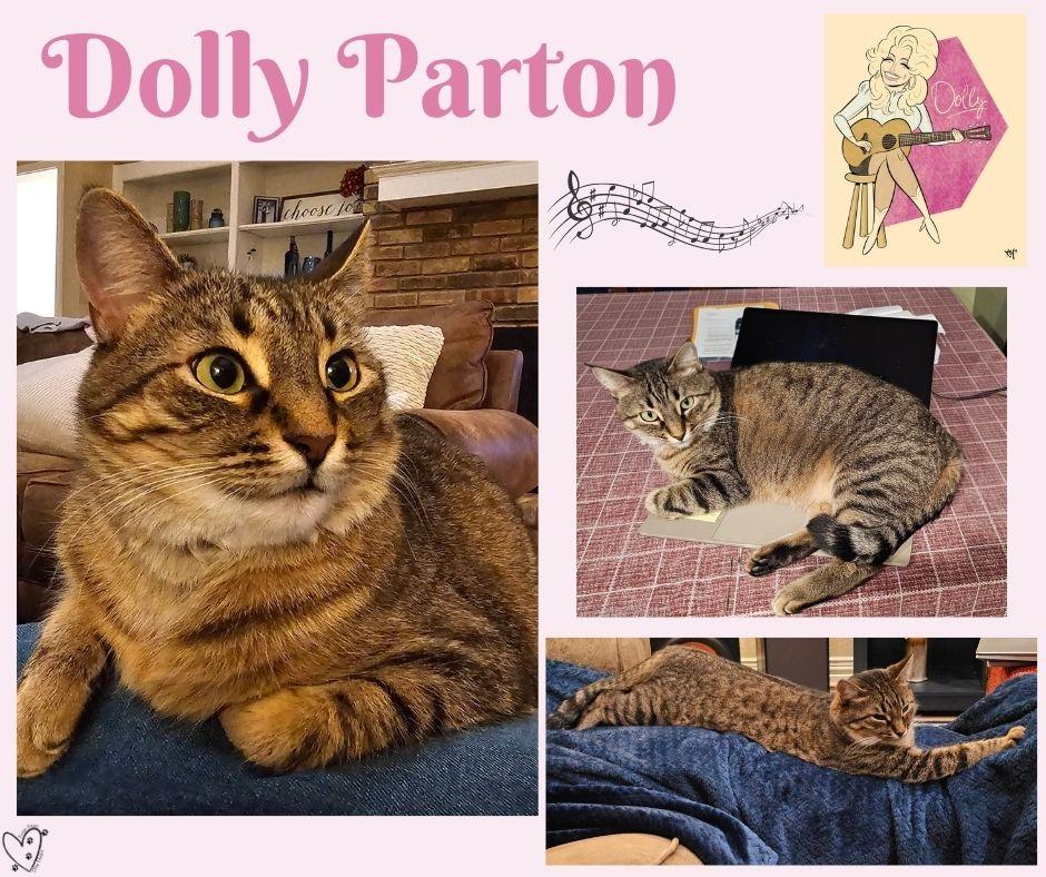 Enlarge Dolly Parton, a Adoptable Tabby in Trophy Club, TX image 6/6