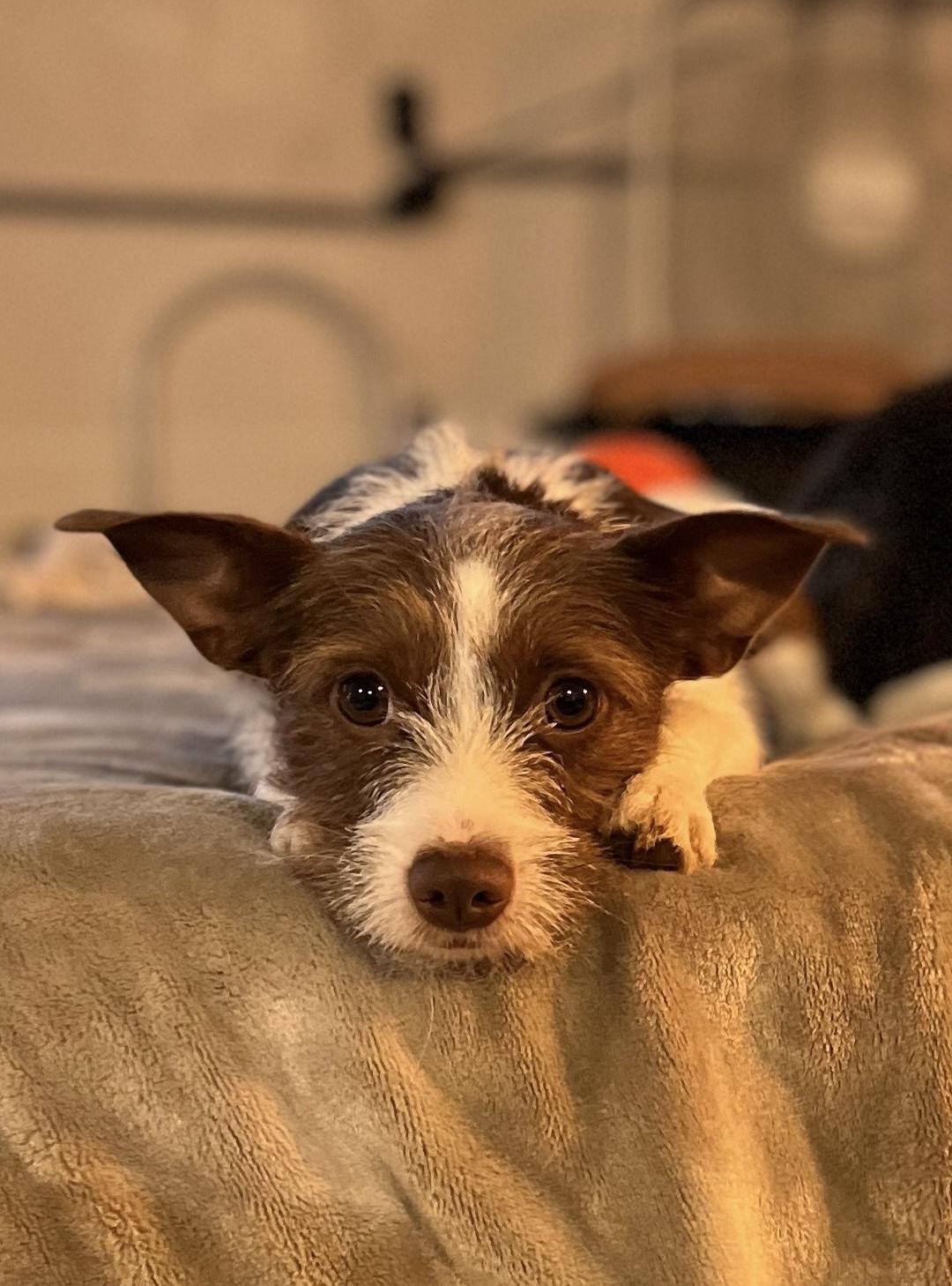 Nutmeg, adopted, Young Female Mixed Breed & Wirehaired Terrier.