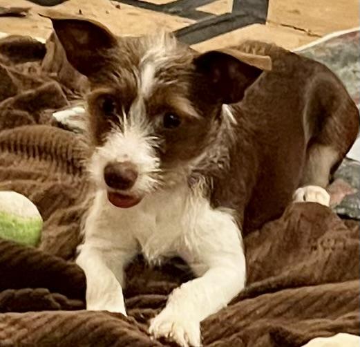 Enlarge Nutmeg, an adopted mixed breed in Colmar, PA image 2/6