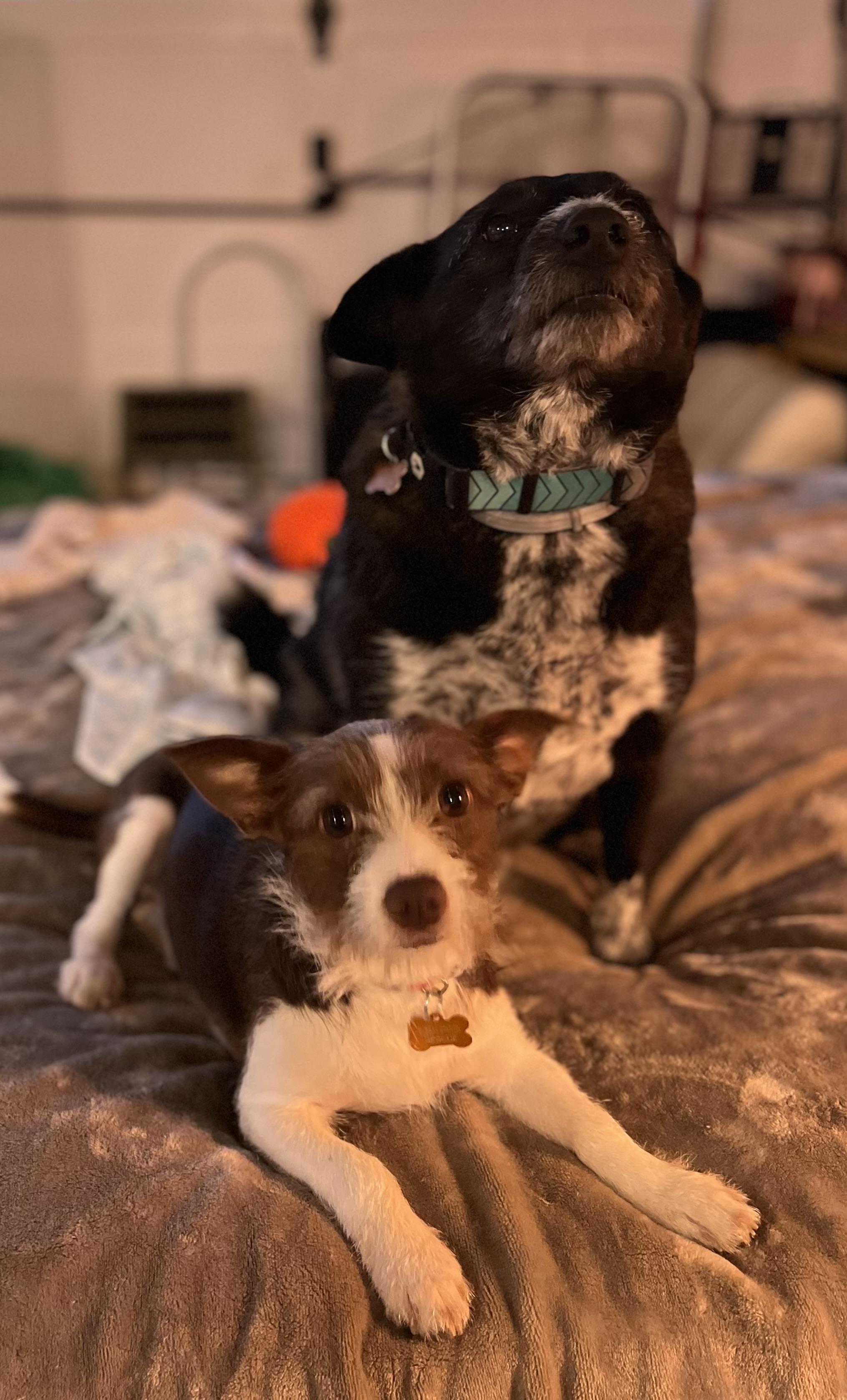 Enlarge Nutmeg, an adopted mixed breed in Colmar, PA image 3/6