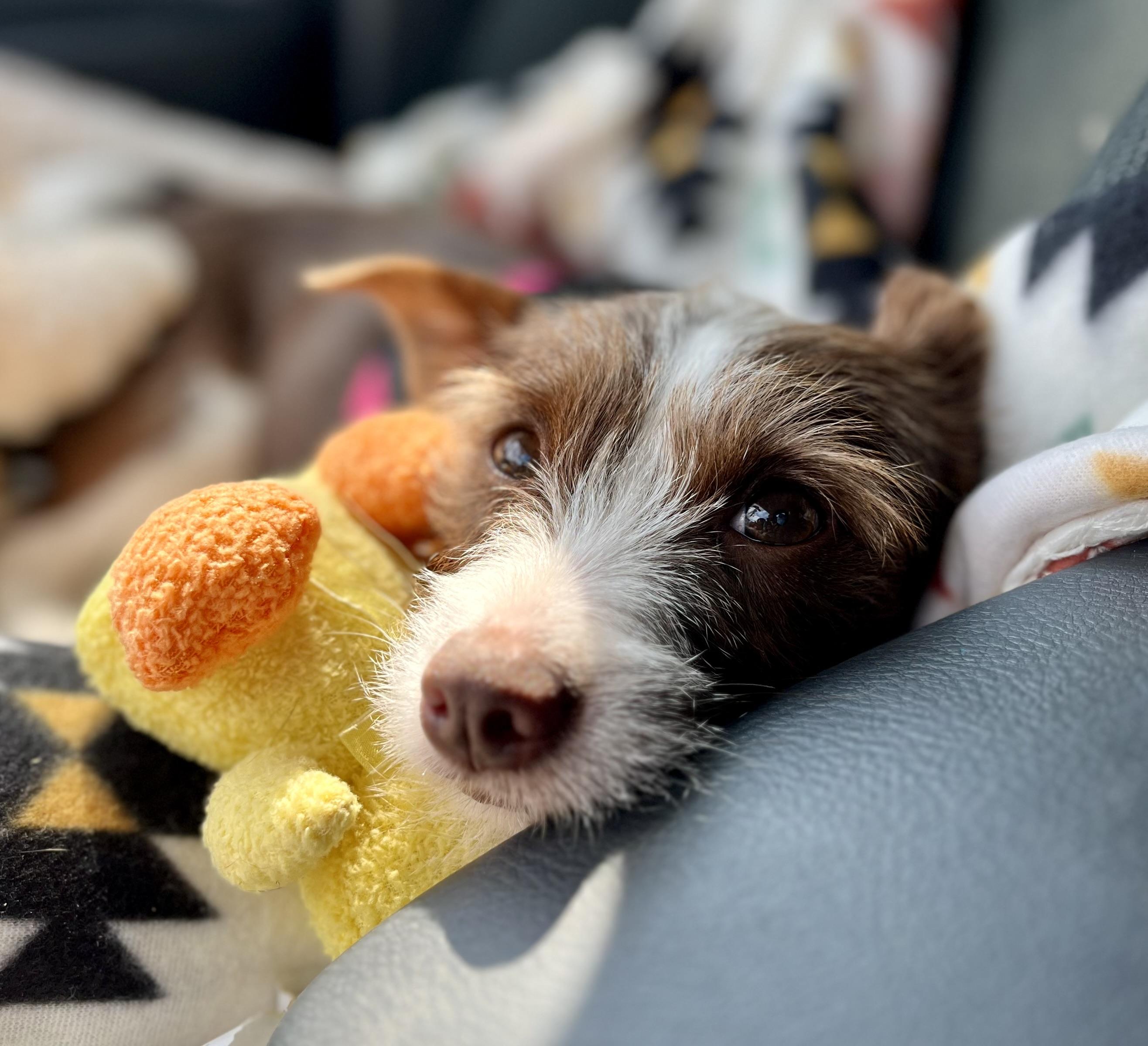 Enlarge Nutmeg, an adopted mixed breed in Colmar, PA image 5/6