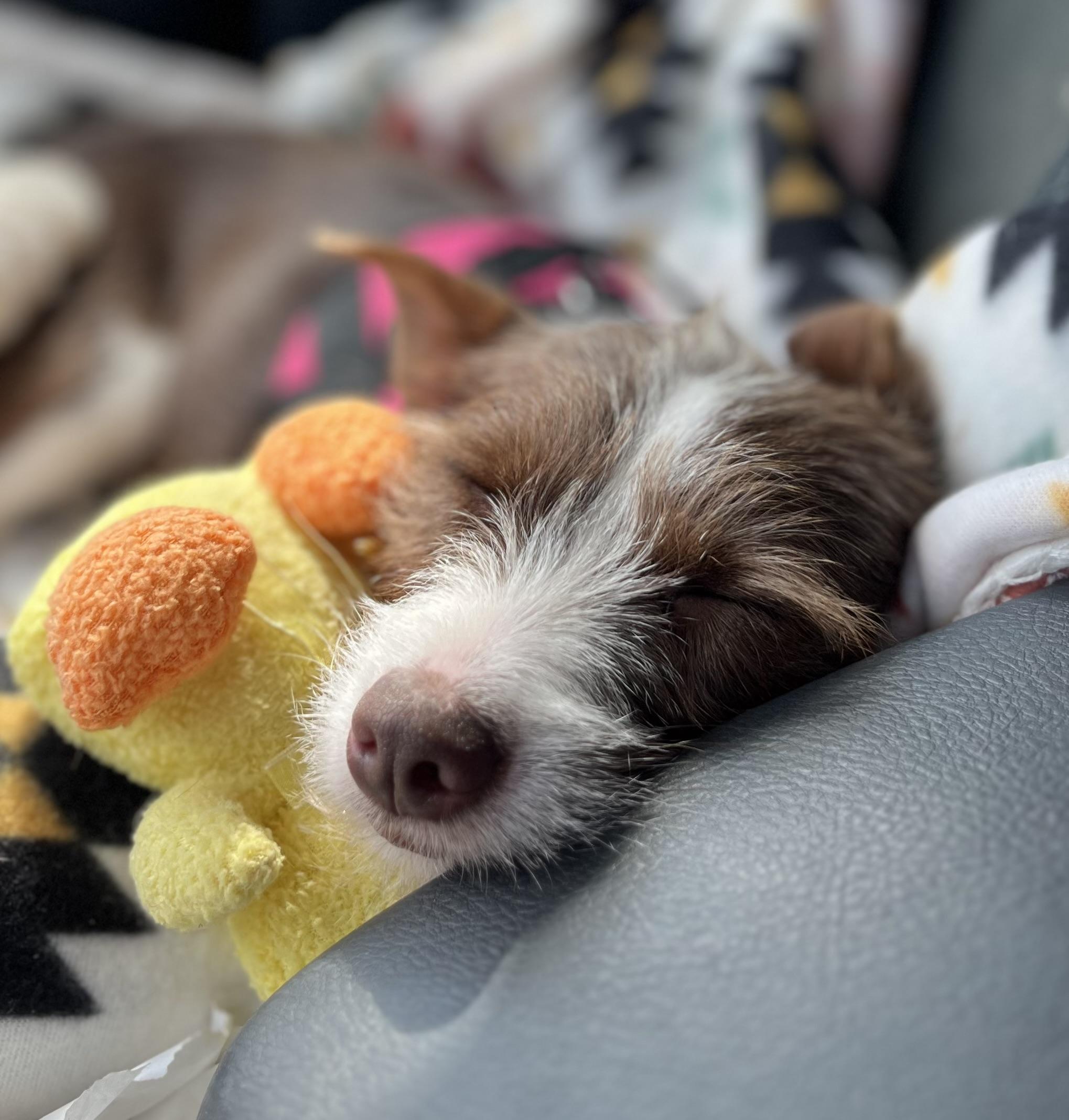 Enlarge Nutmeg, an adopted mixed breed in Colmar, PA image 6/6