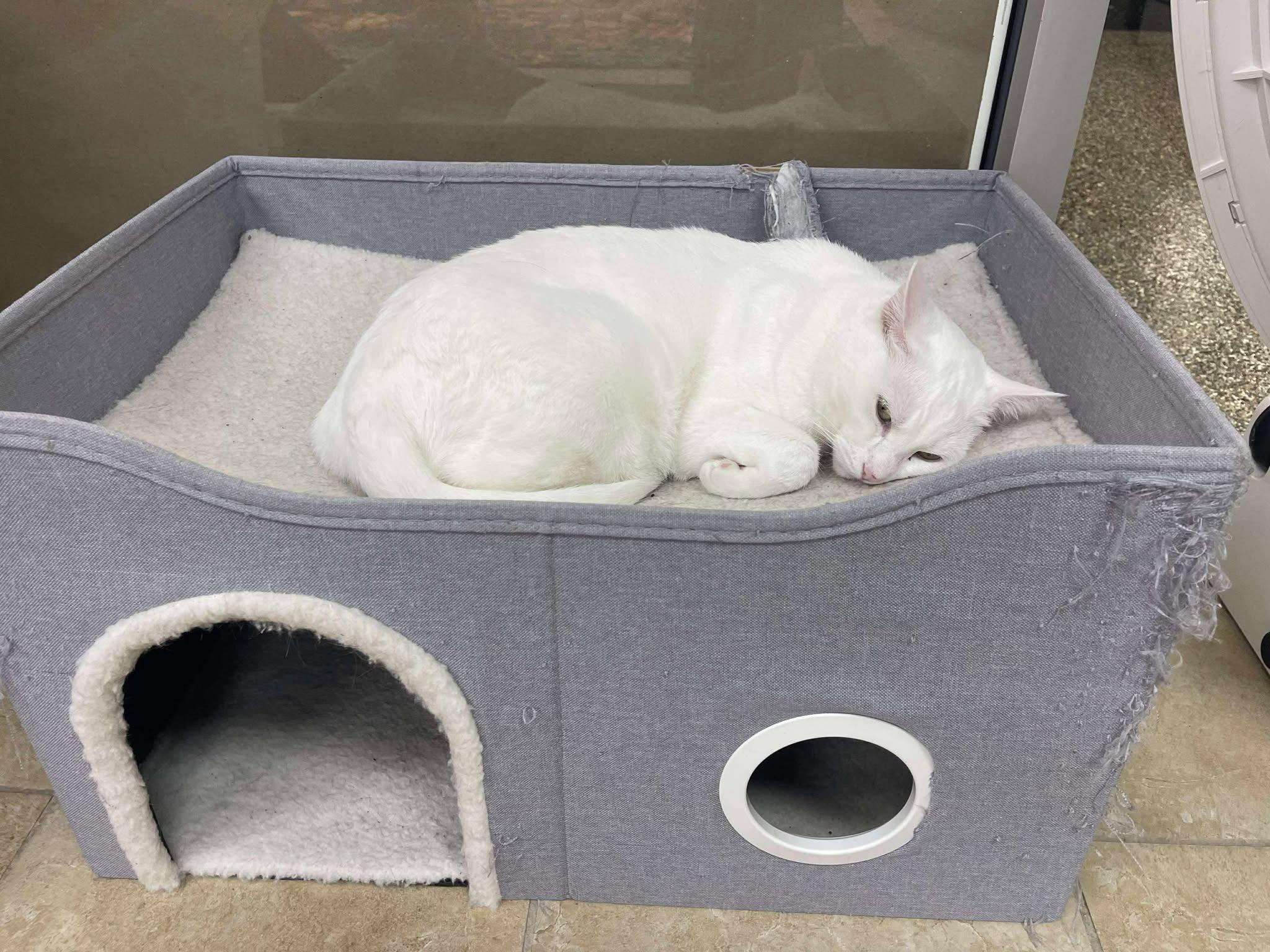 Dove, a Adoptable Domestic Short Hair in Rochester, NY image 3/4