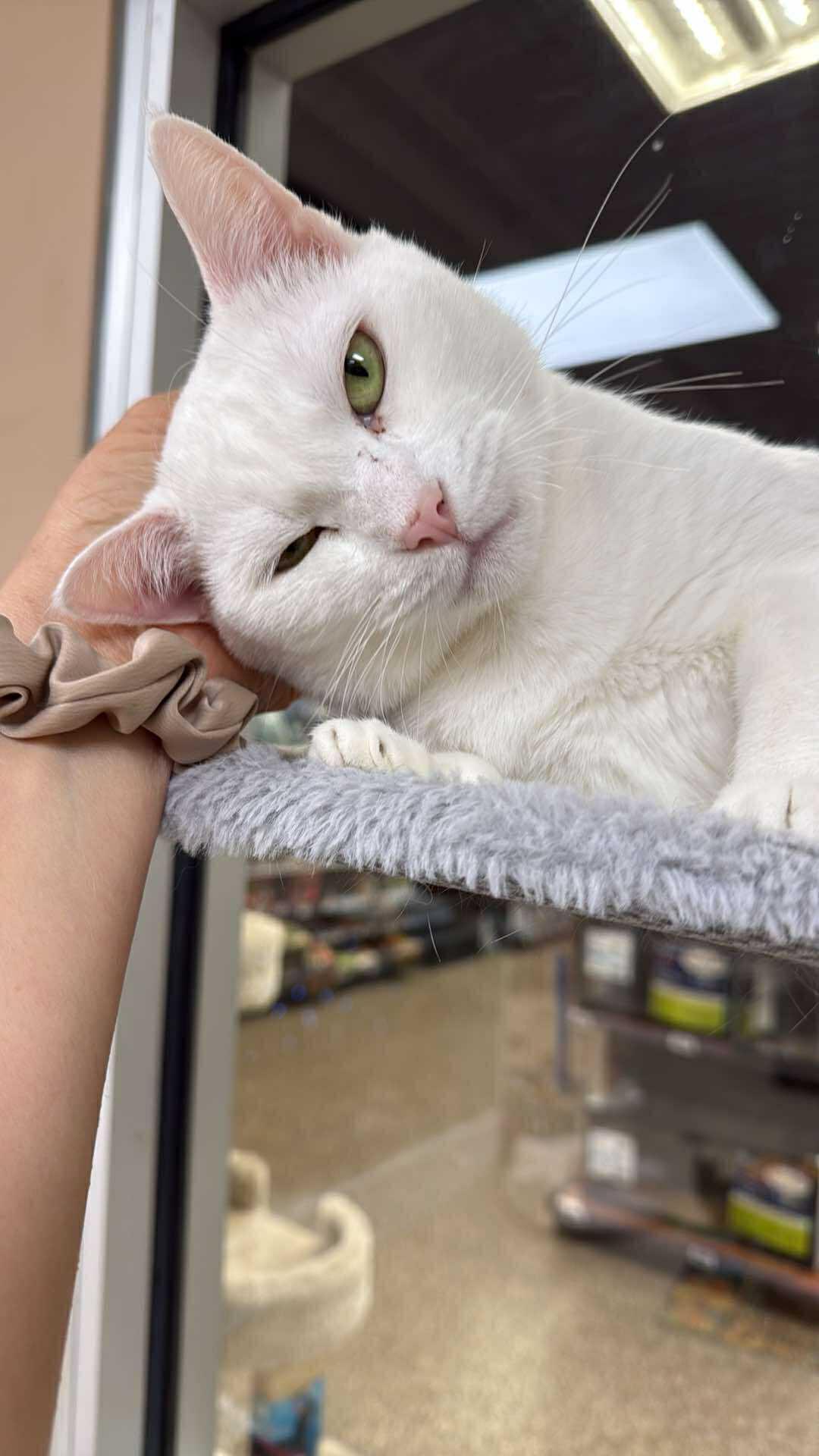 Dove, a Adoptable Domestic Short Hair in Rochester, NY image 2/4