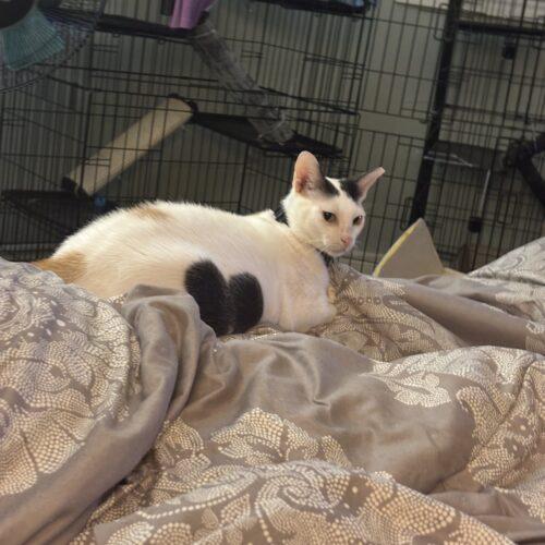 Molly, Adoptable, Young Female Domestic Short Hair.