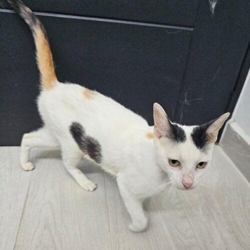 Enlarge Molly, a Adoptable Domestic Short Hair in King City, ON image 2/6