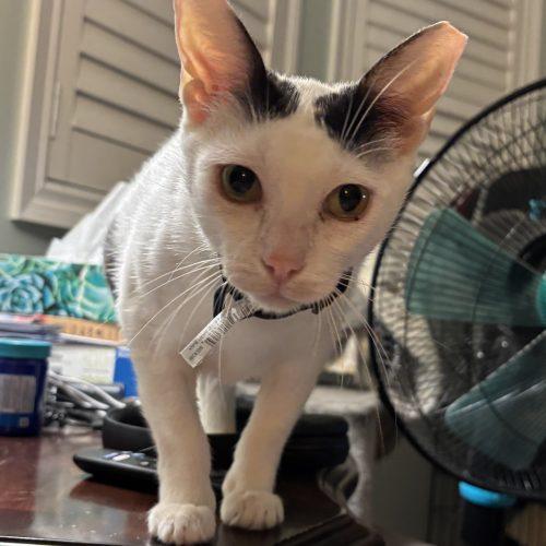 Enlarge Molly, a Adoptable Domestic Short Hair in King City, ON image 1/6