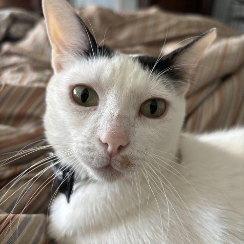 Enlarge Molly, a Adoptable Domestic Short Hair in King City, ON image 2/6