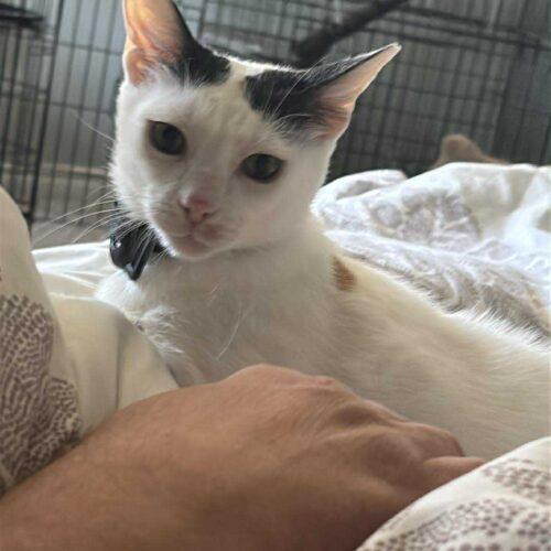 Enlarge Molly, a Adoptable Domestic Short Hair in King City, ON image 3/6