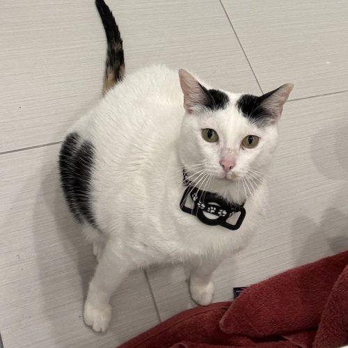 Enlarge Molly, a Adoptable Domestic Short Hair in King City, ON image 4/6