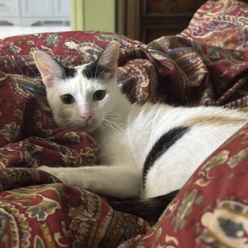 Enlarge Molly, a Adoptable Domestic Short Hair in King City, ON image 6/6